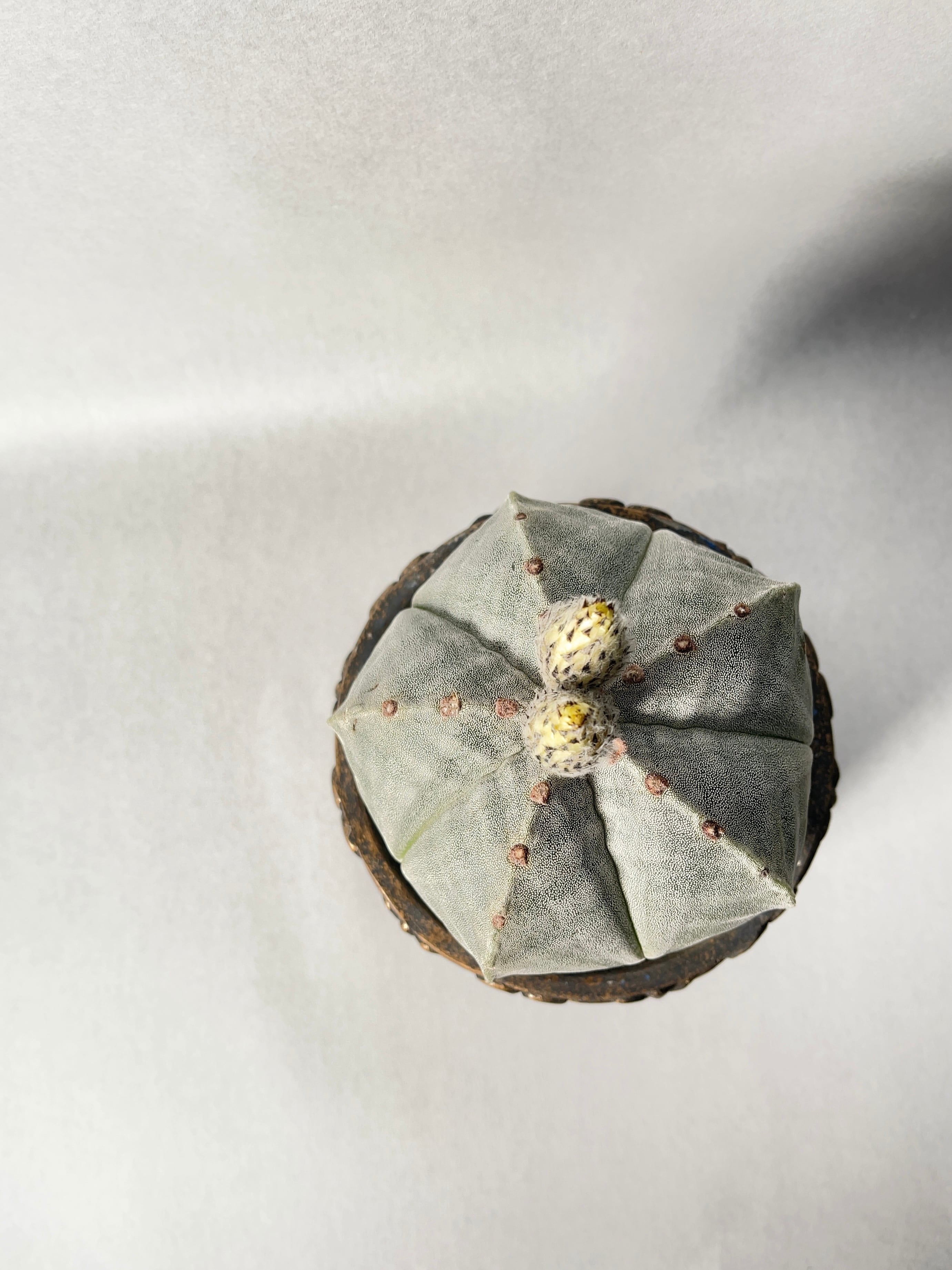 アストロフィツム・ストロンギロゴナム | trigger