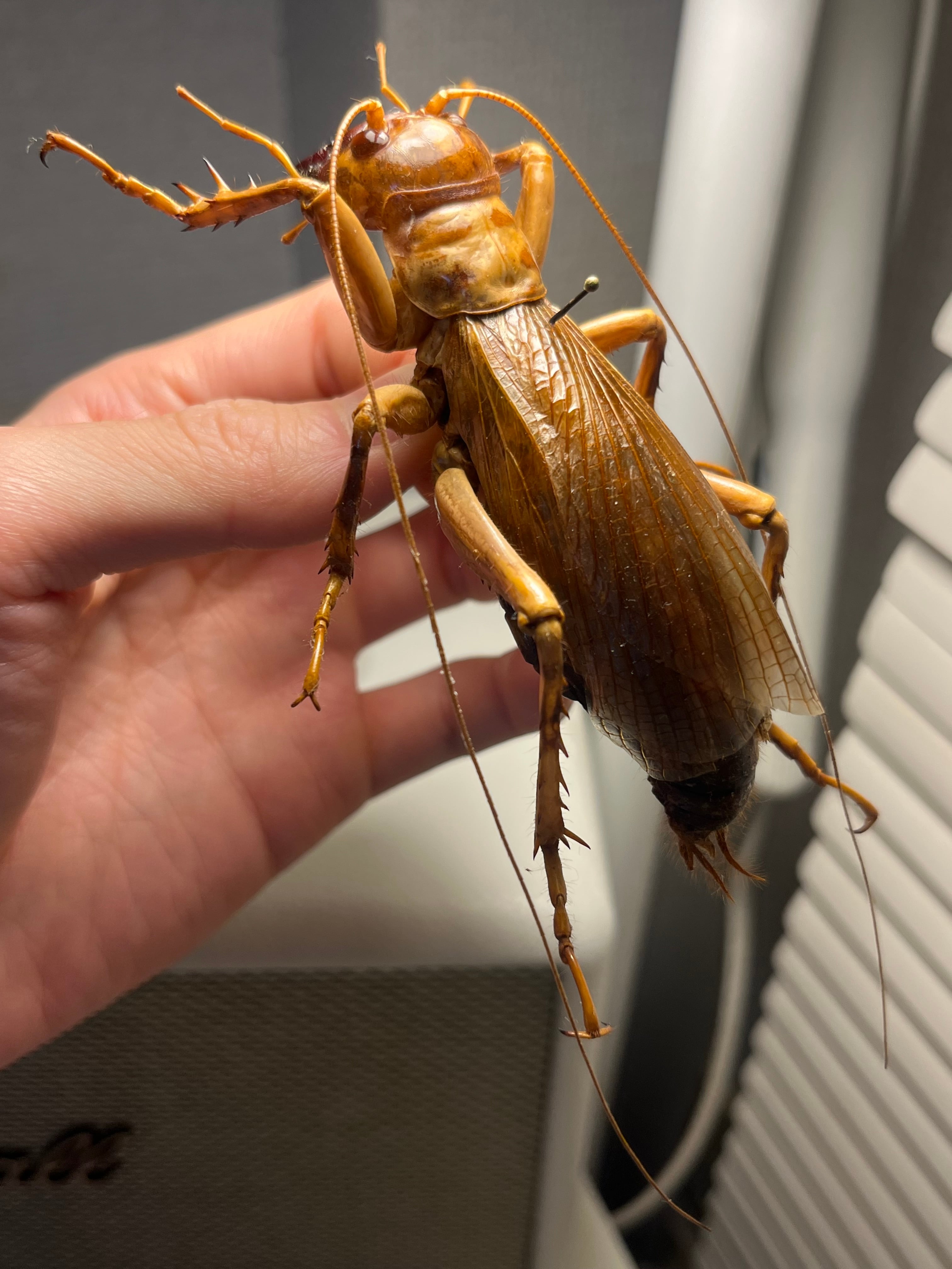 コロギス | オモニキチュウ