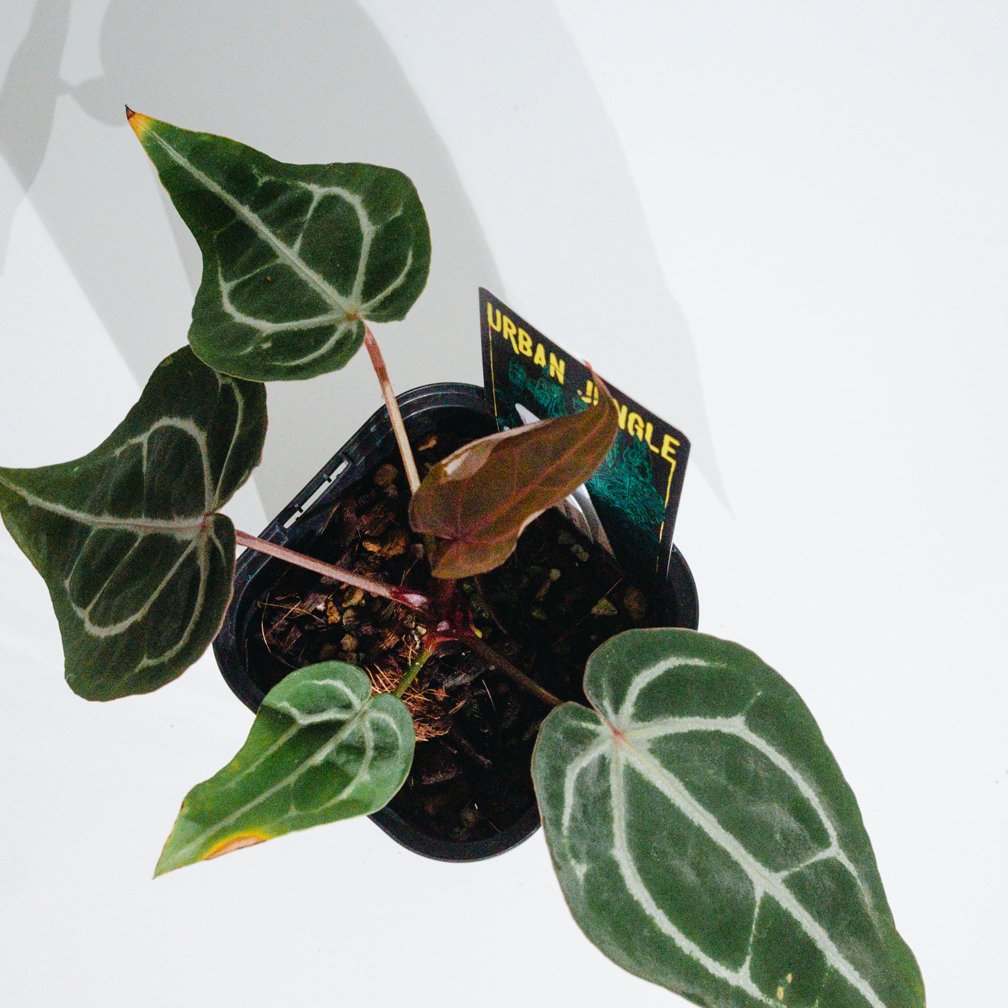 アンスリウム・レッドクリスタリナム ミシェル×ミシェル（Anthurium