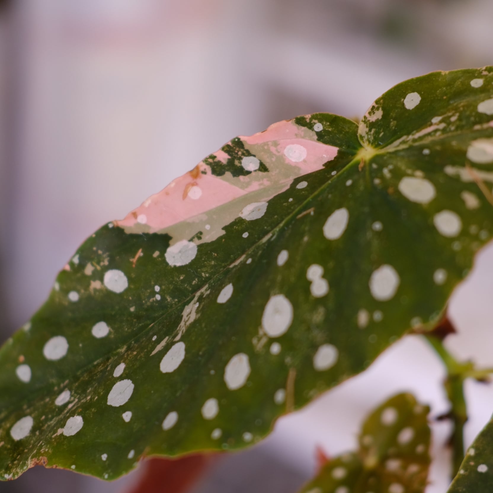Begonia maculata variegata 'Pink'｜ベゴニア マクラータ ピンク