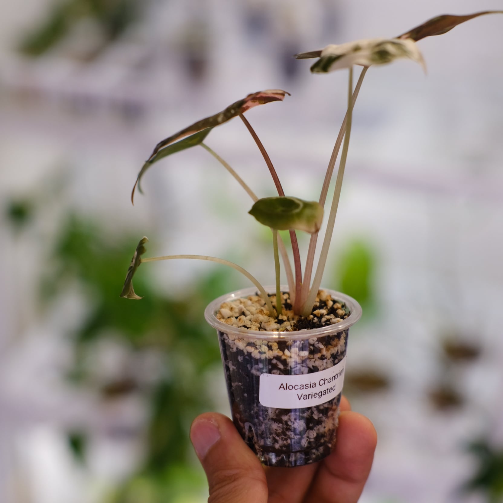 Alocasia chantrieri pink /アロカシア シャントリエリ②