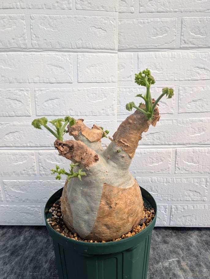 キフォステンマ マクロプス 3 Cyphostemma uter macropus 【発根済