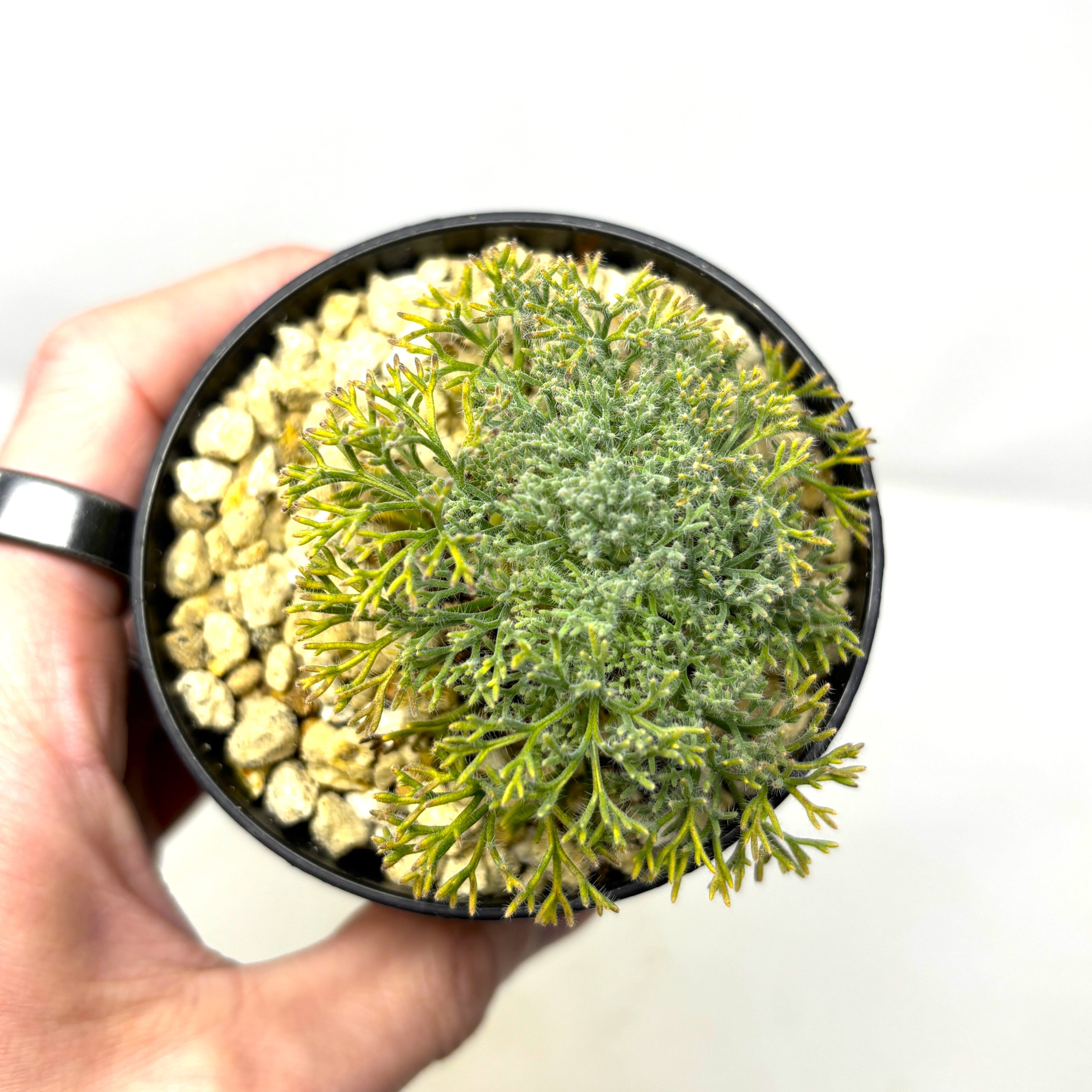 新着】モンソニア ペニクリナム（サルコカウロン）☆Monsonia