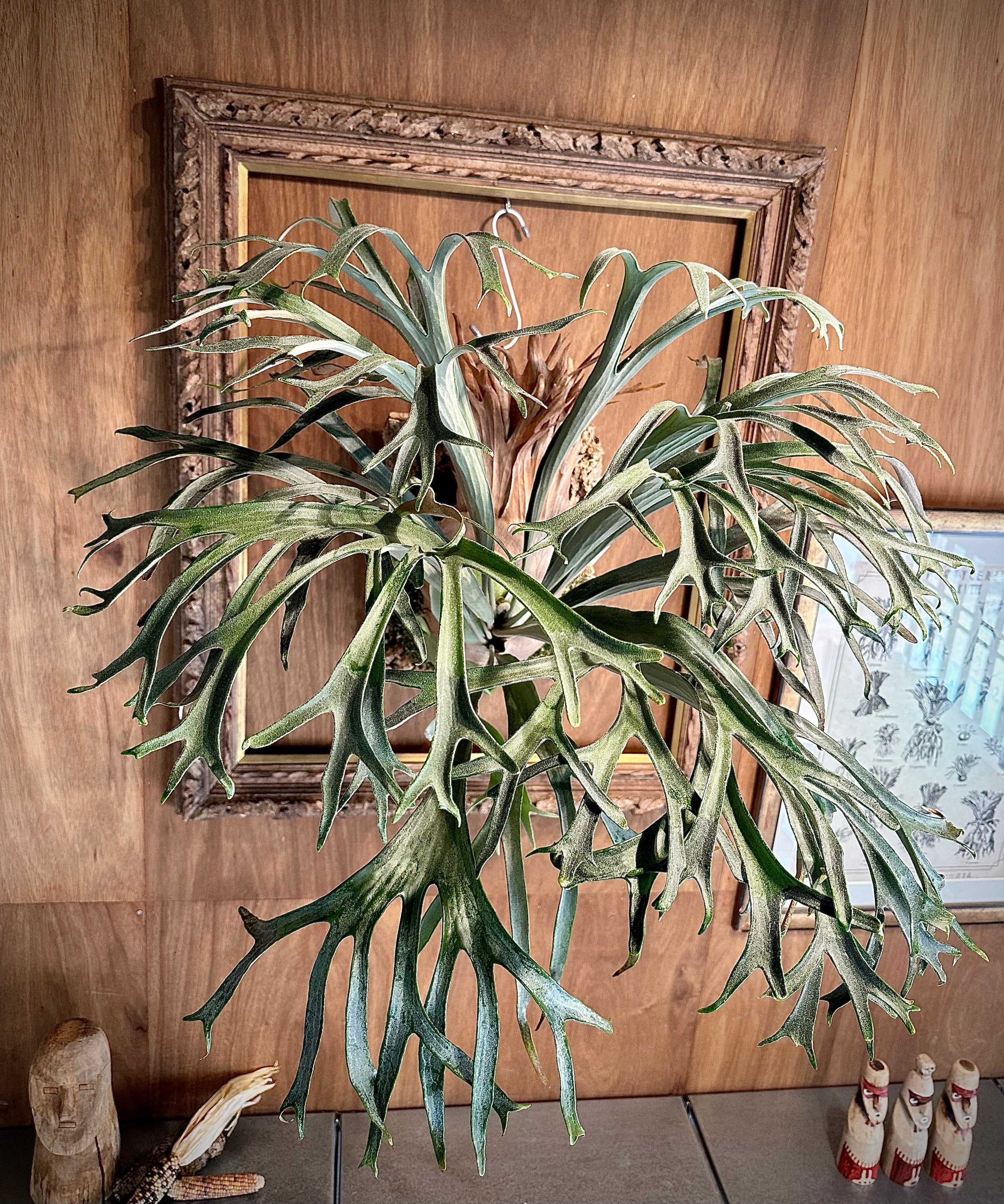 Sサイズ！ willinckii dwarf 金童 sporeビカクシダ 【公式通販】