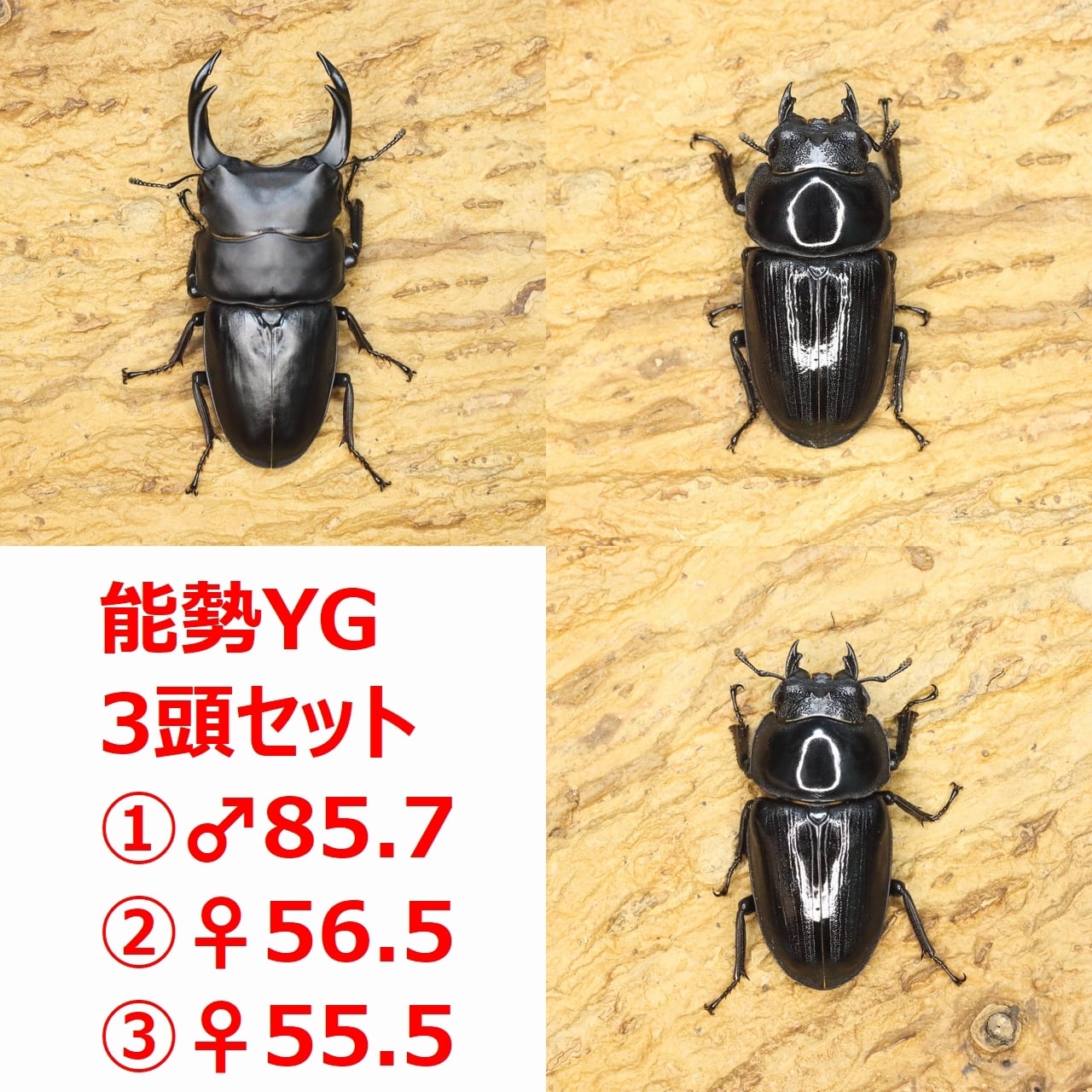 オオクワガタ89.5mm 能勢産 YG血統 昆虫標本用として オオクワガタ89.5