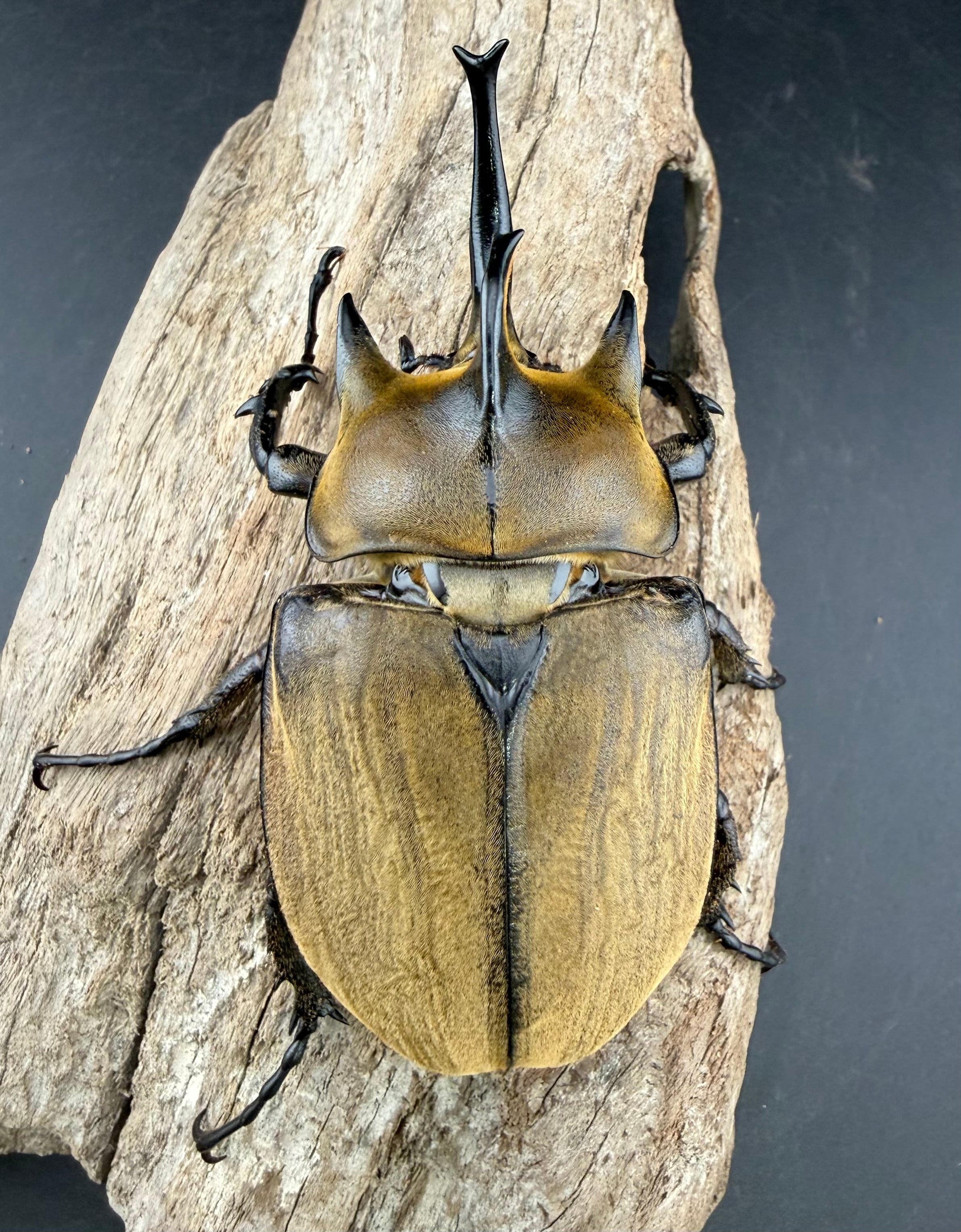 ギアスゾウカブト亜種プランディ 98mm ペア》 | KPW公式オンラインショップ