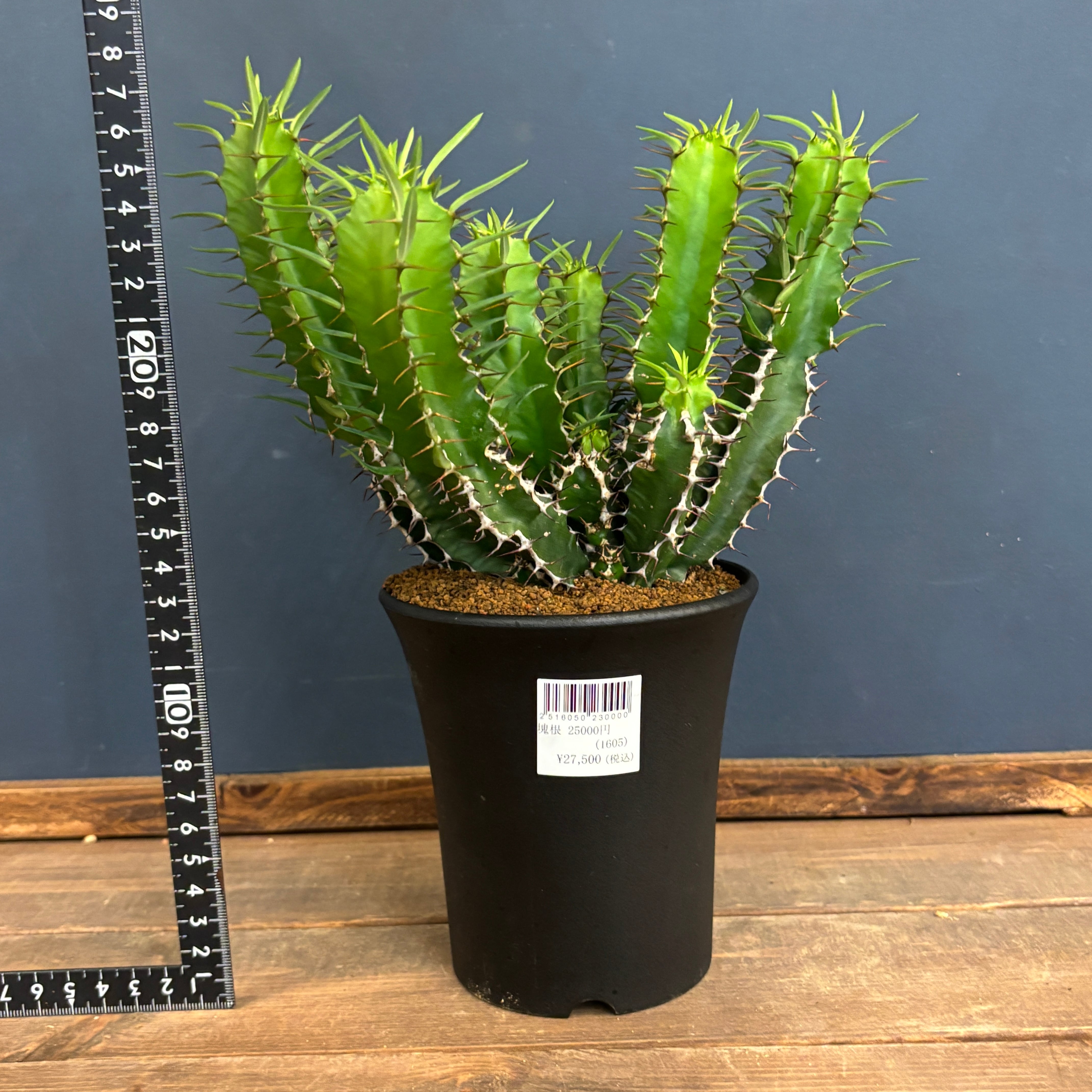 ユーフォルビア ムランジーナ【851】 | PROTOLEAF プロトリーフ