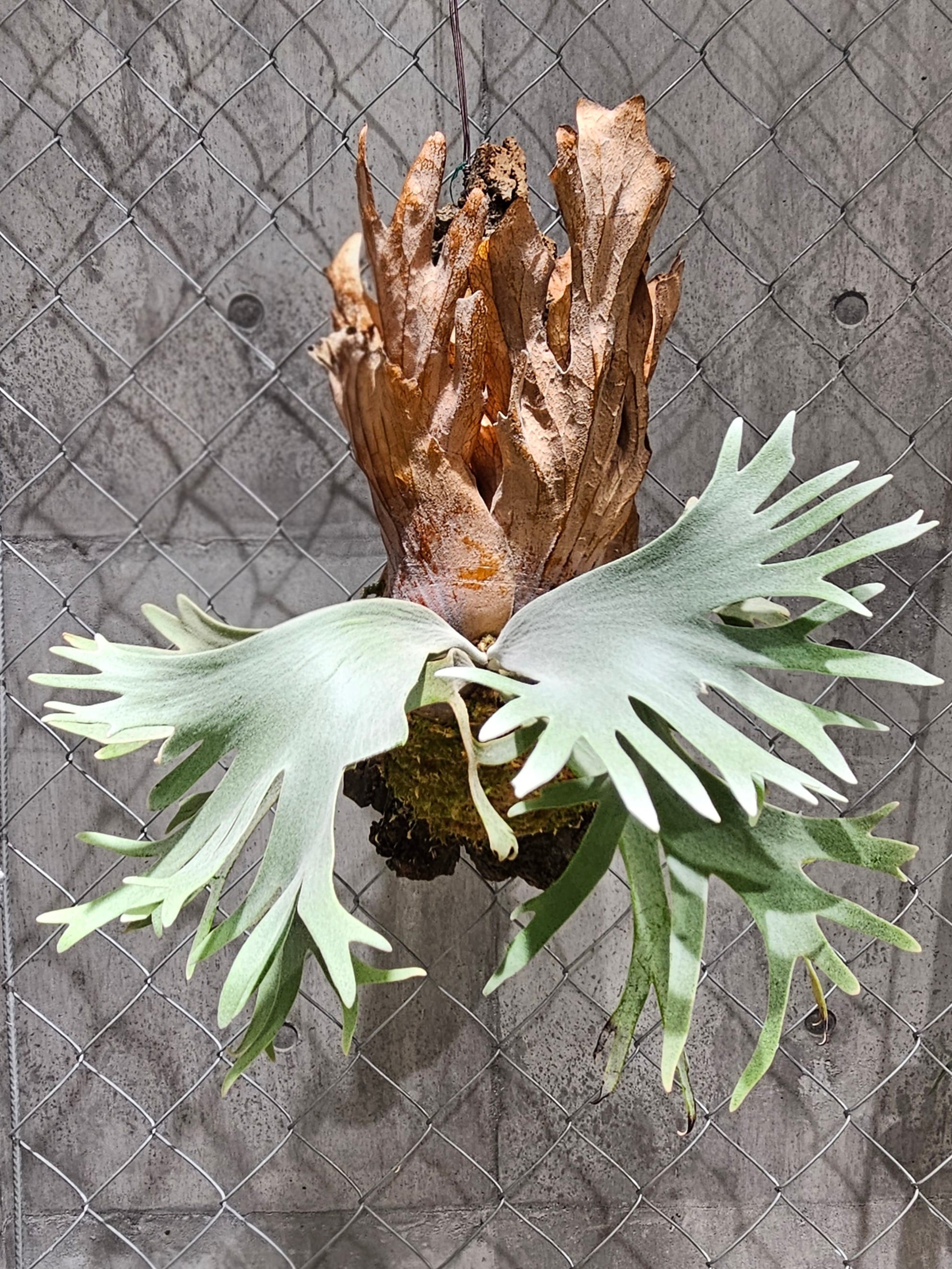 P.Willinckii cv. White Rose【artPLANTs】ビカクシダ/Platycerium