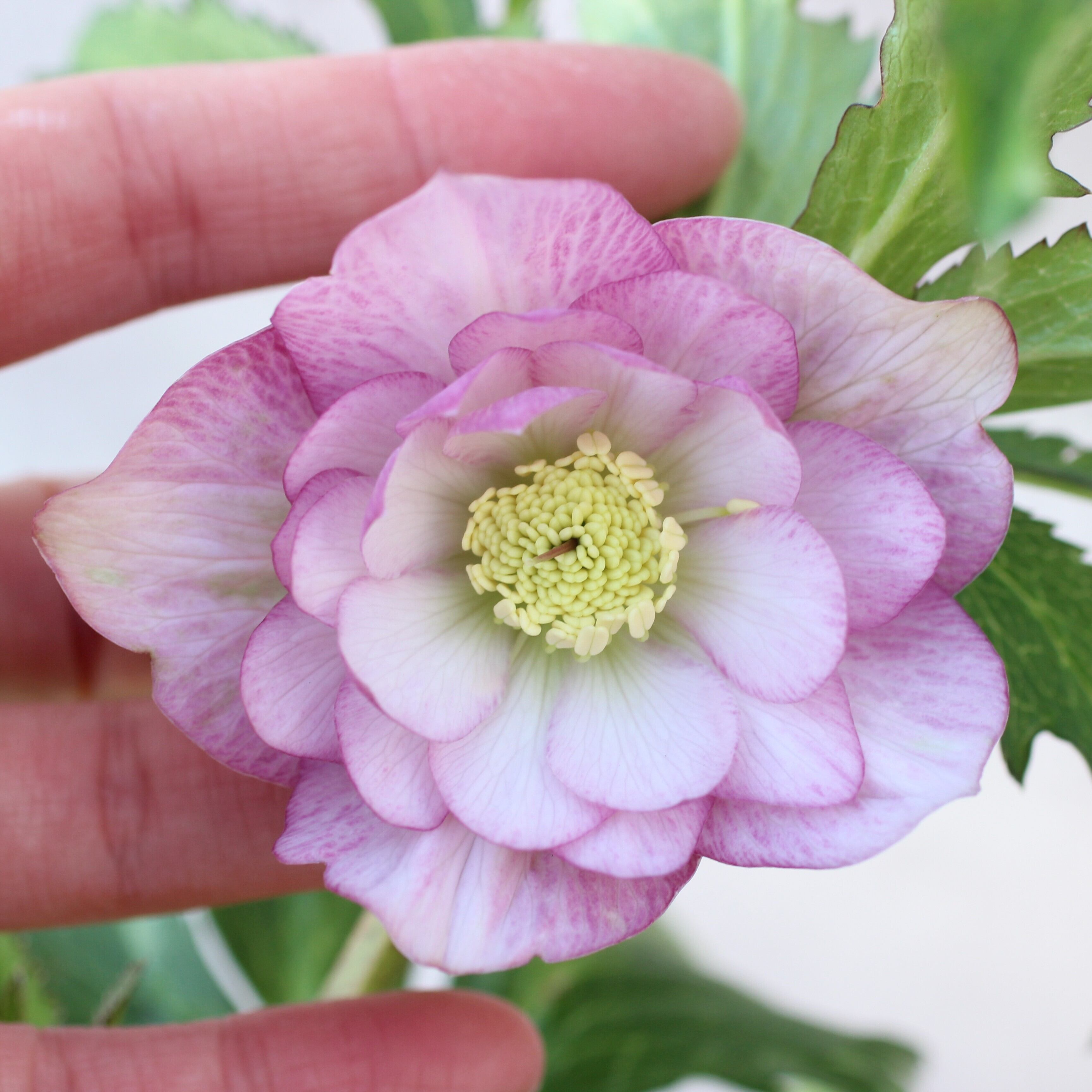 チャッピ様ご購入苗㉖-195クリスマスローズ チャッピ様ご購入苗㉖-195