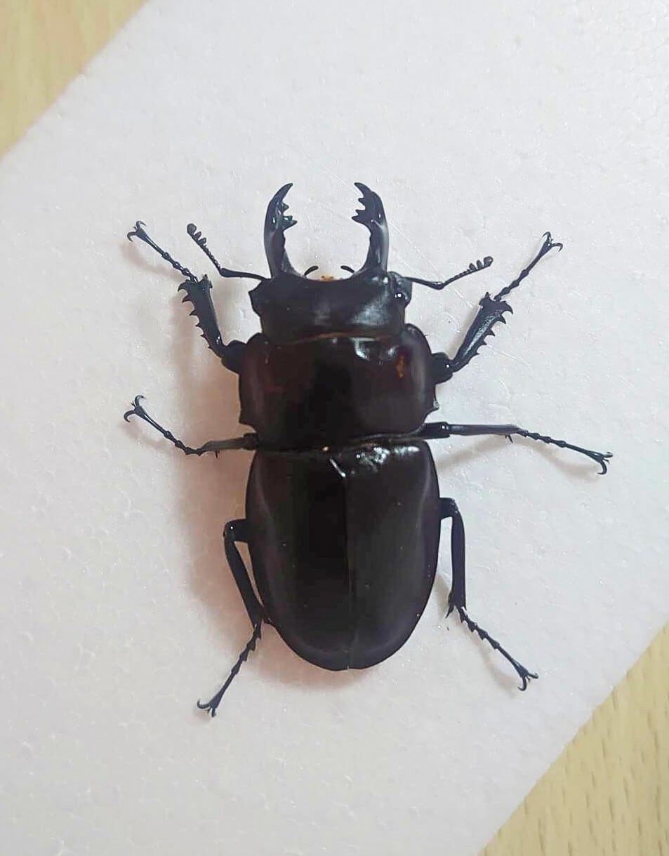 k*o様 ヤエヤママルバネクワガタ 標本 k*o様 ヤエヤママルバネクワガタ