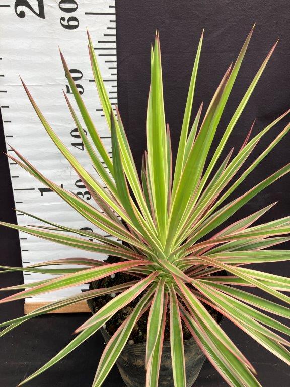 b30f401c9c51aa3ae062d493a14082