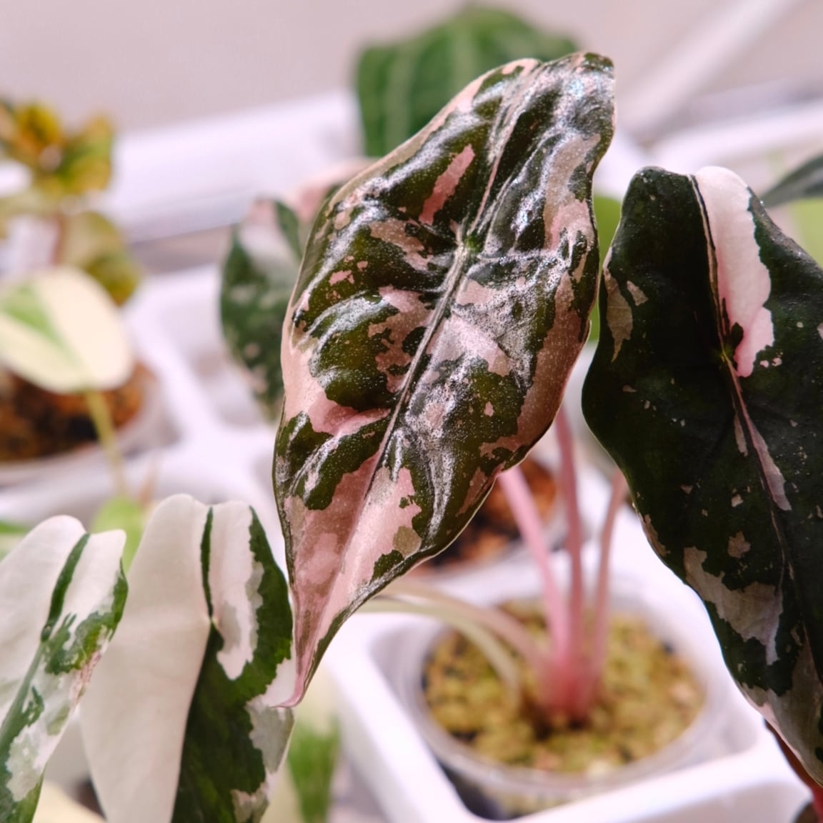 Alocasia chantrieri pink /アロカシア シャントリエリ ピンク④