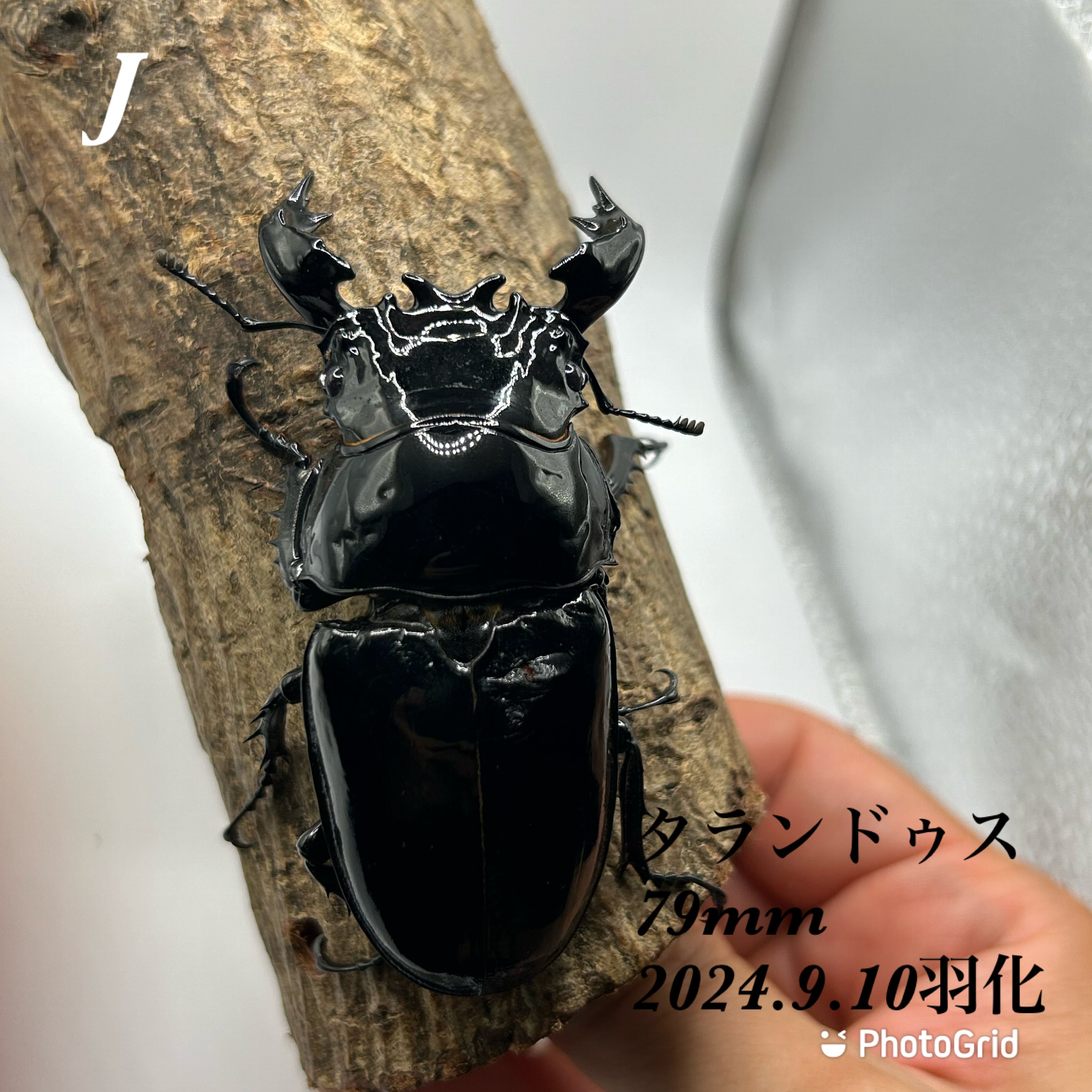 最終値下げ タランドゥスオオツヤクワガタ 89mmUPトリオ 最終値下げ