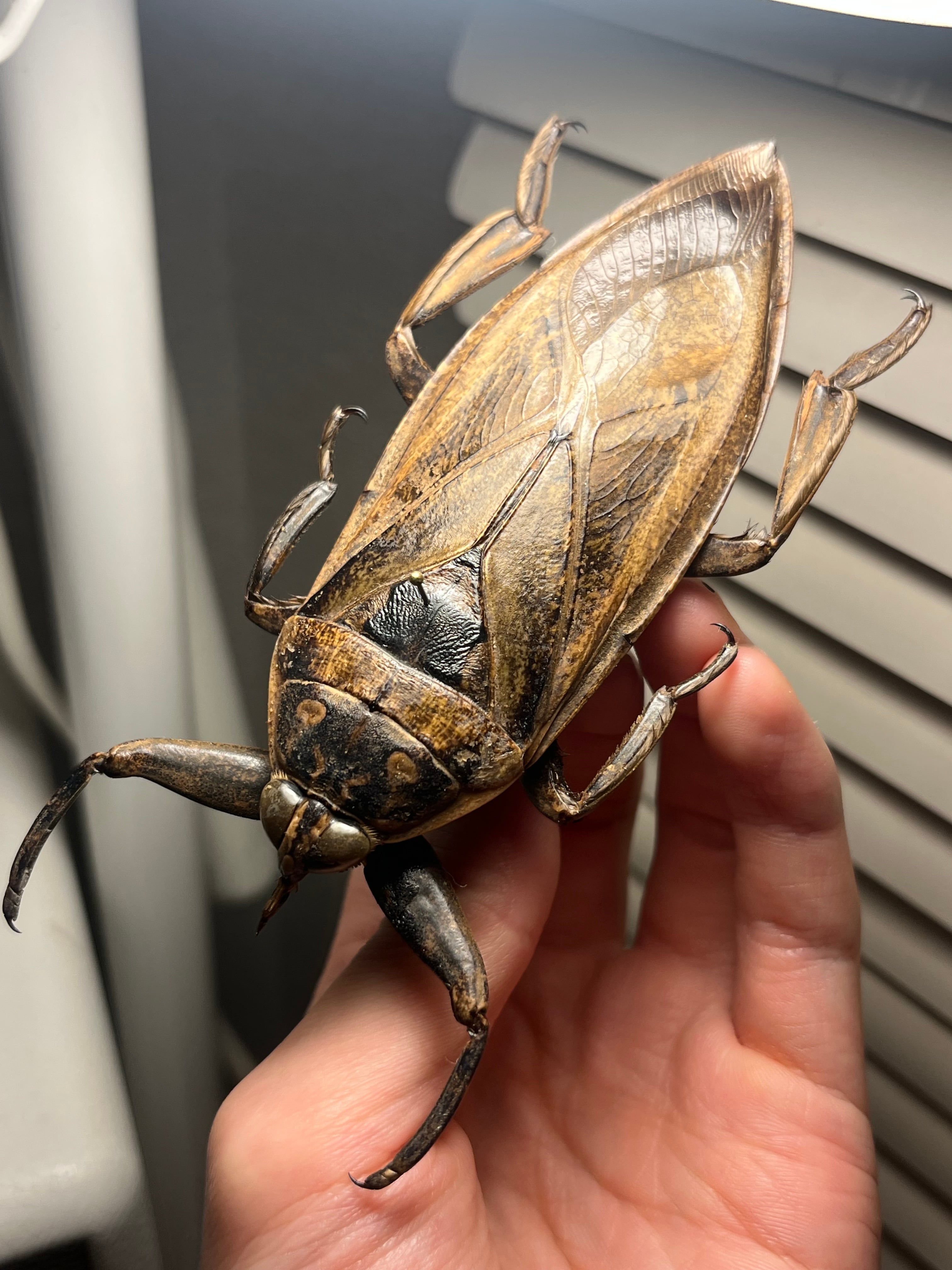 田亀最大種】ナンベイオオタガメの昆虫標本 タランチュラムカデ