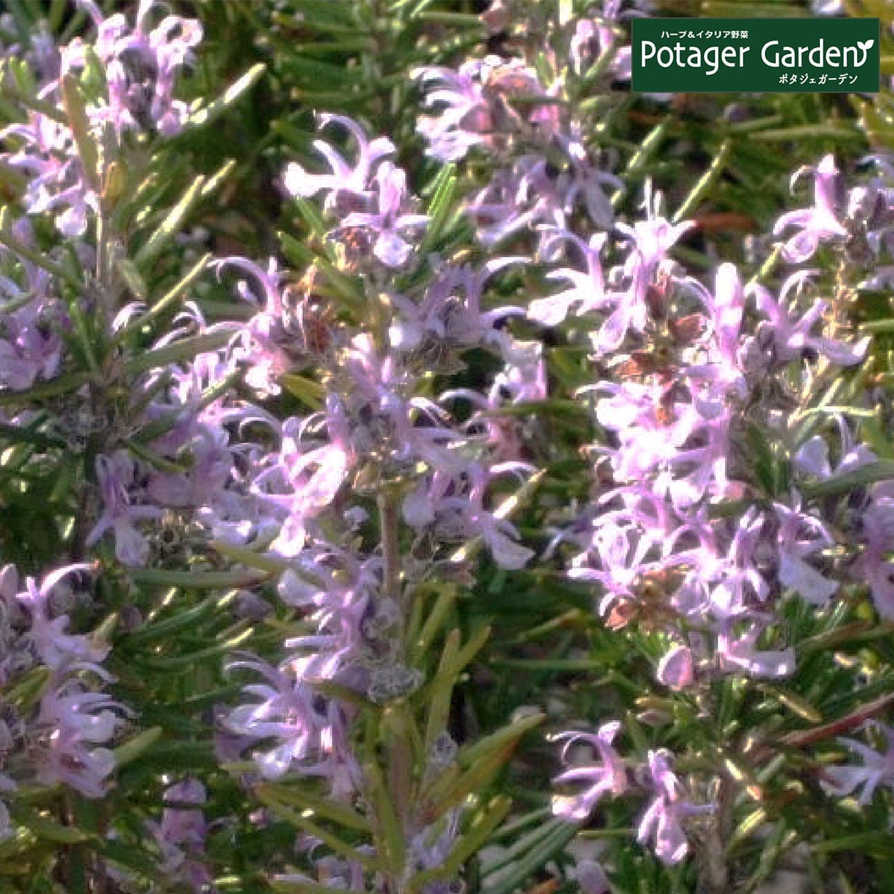 ハーブ 苗 ローズマリー マジョルカピンク | ハーブ苗のポタジェ