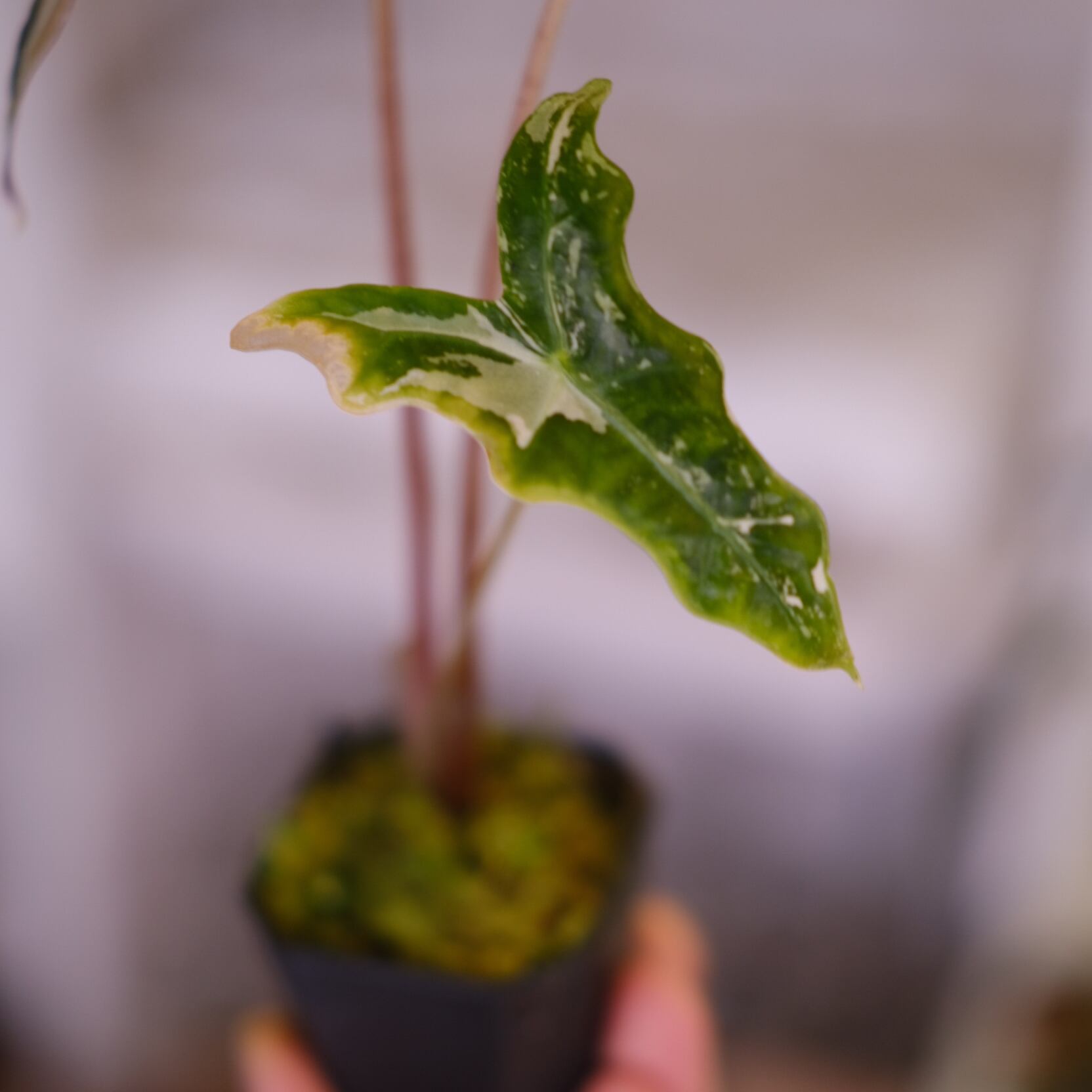 Alocasia Nobillis Pink 