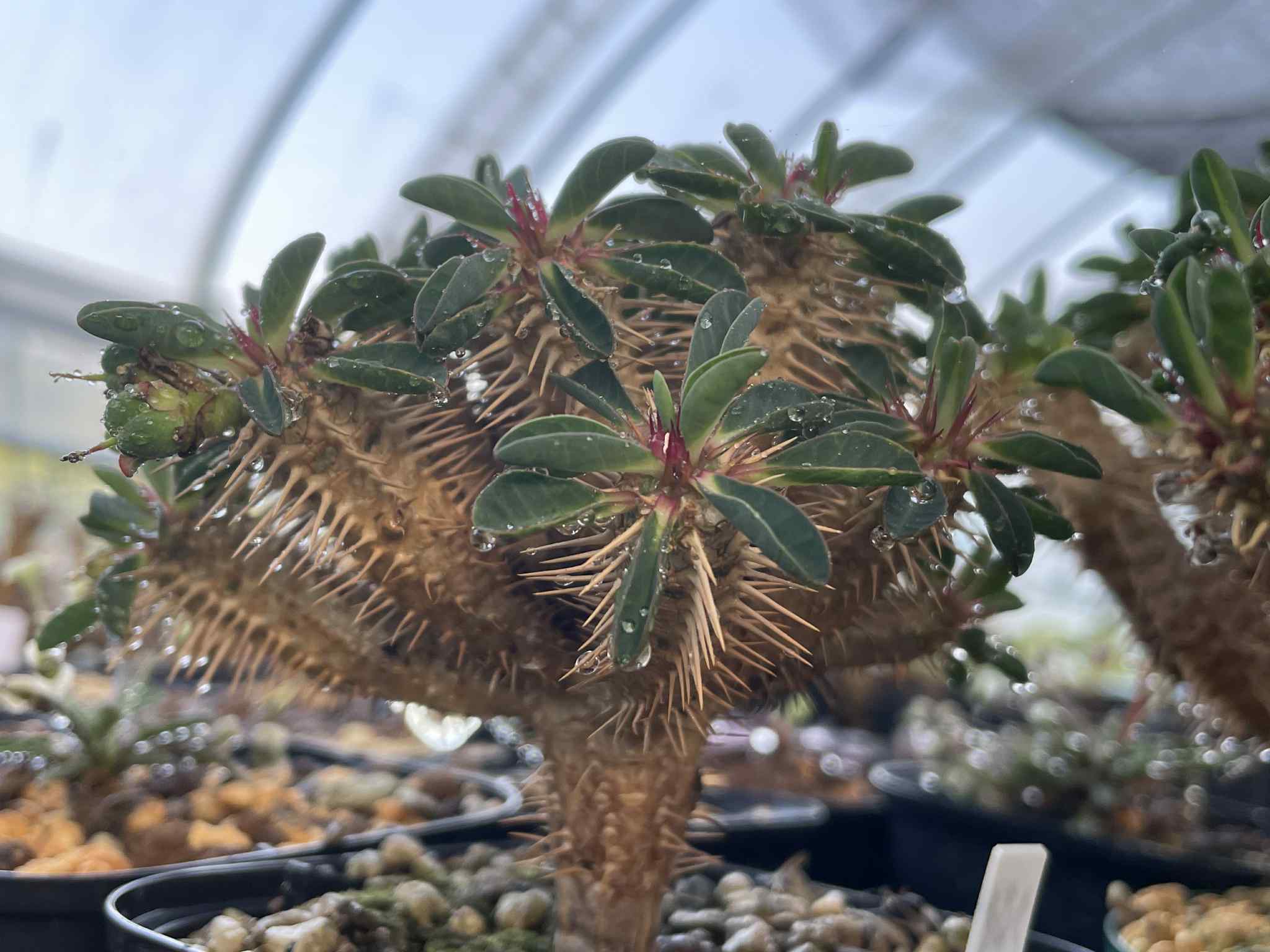 ユーフォルビア・ギラウミニアナ｜Euphorbia guillauminiana【種子4粒