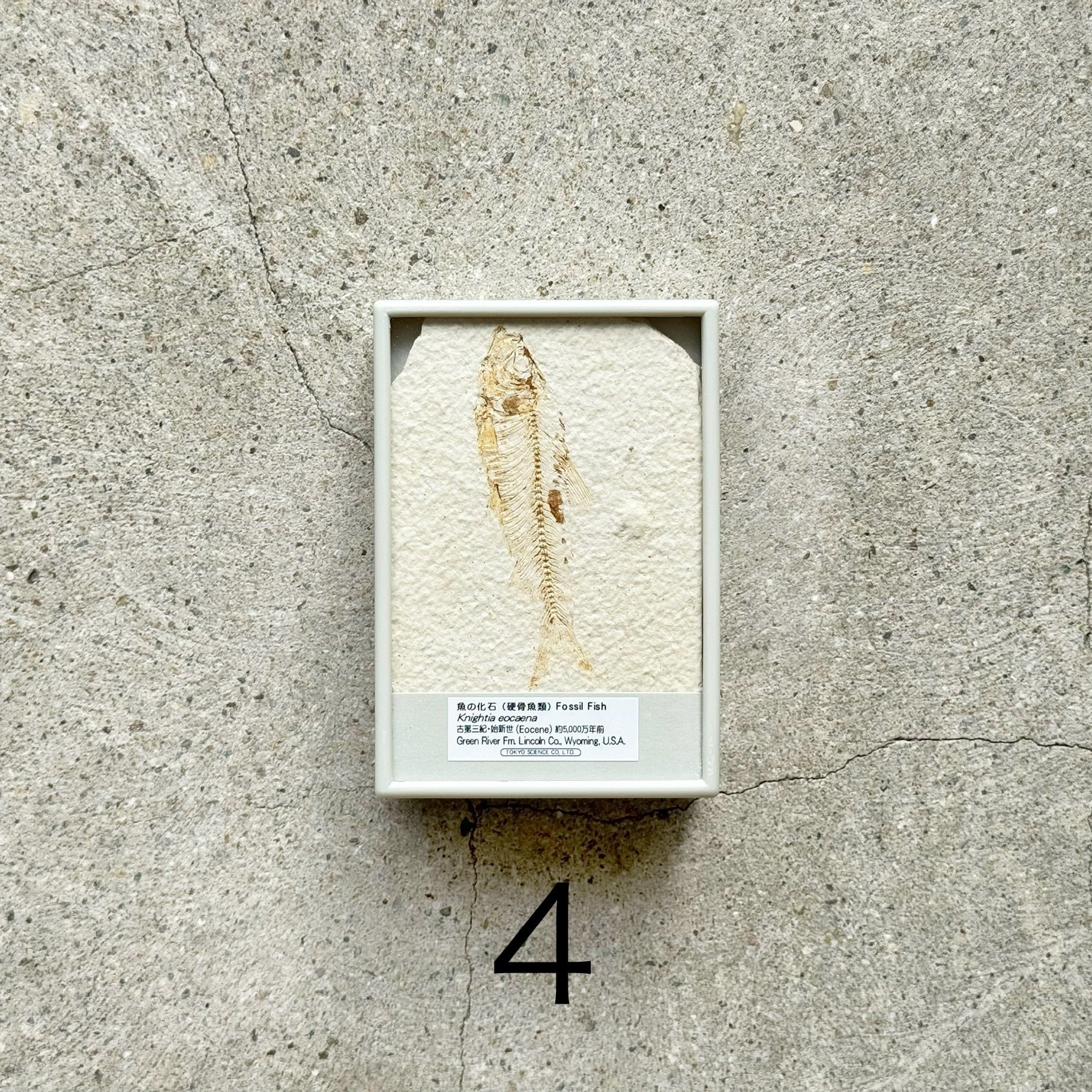 魚の化石(硬骨魚類) | TOYTOYTOY