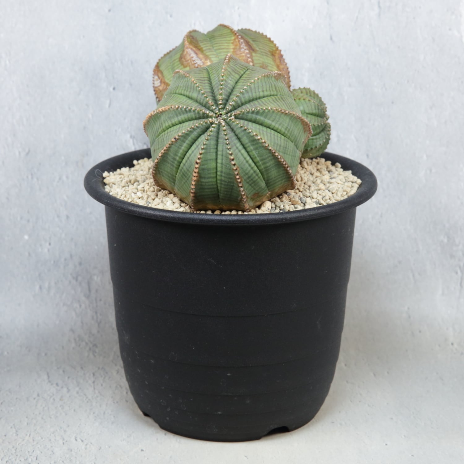 超厳選株】ヴィンテージ 超大株 最大幅 約17cm ダブルヘッド 仔吹き