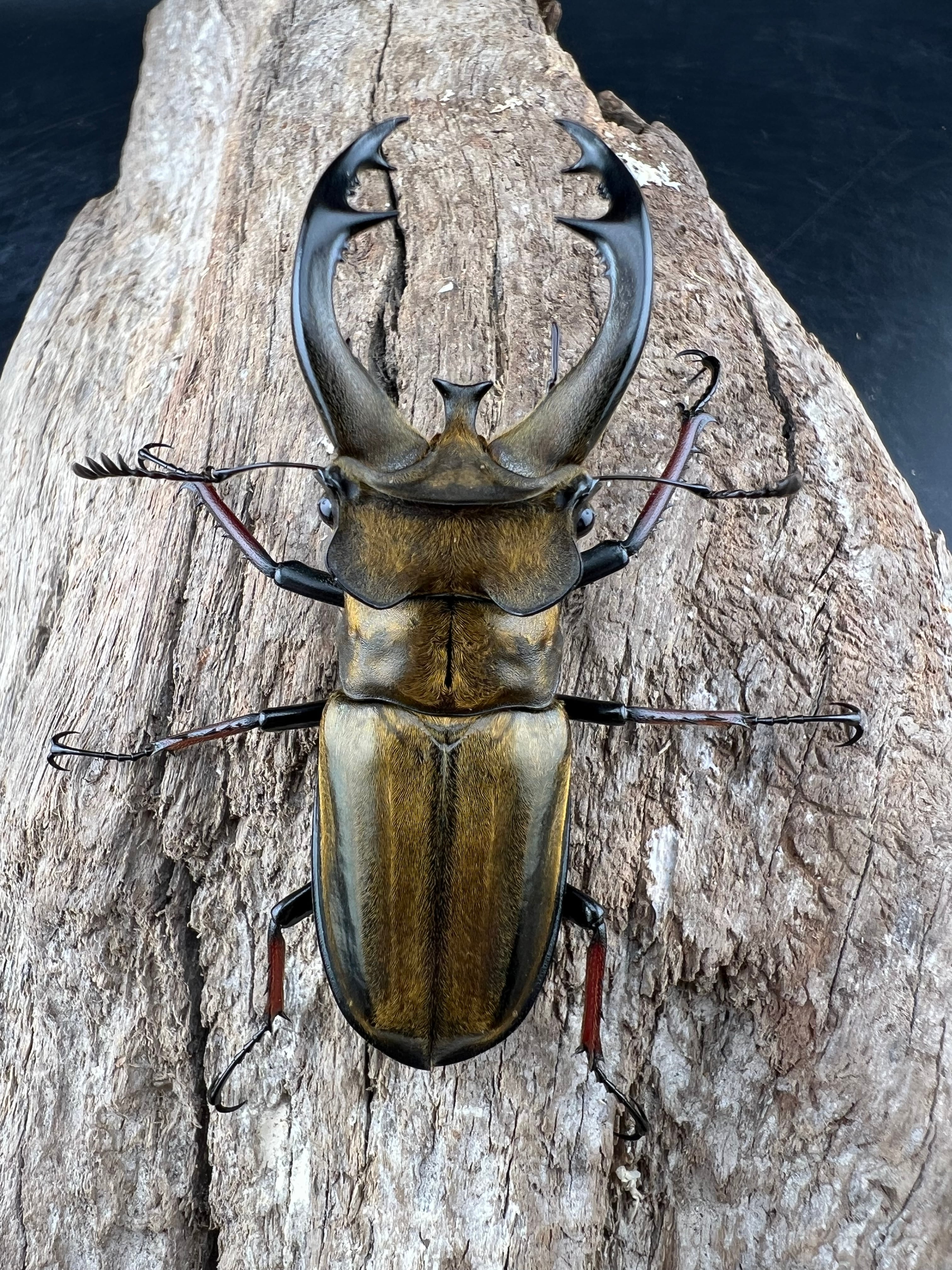 たーたん】ボンバーヘッド 北海道産ミヤマクワガタ 昆虫標本 たーたん