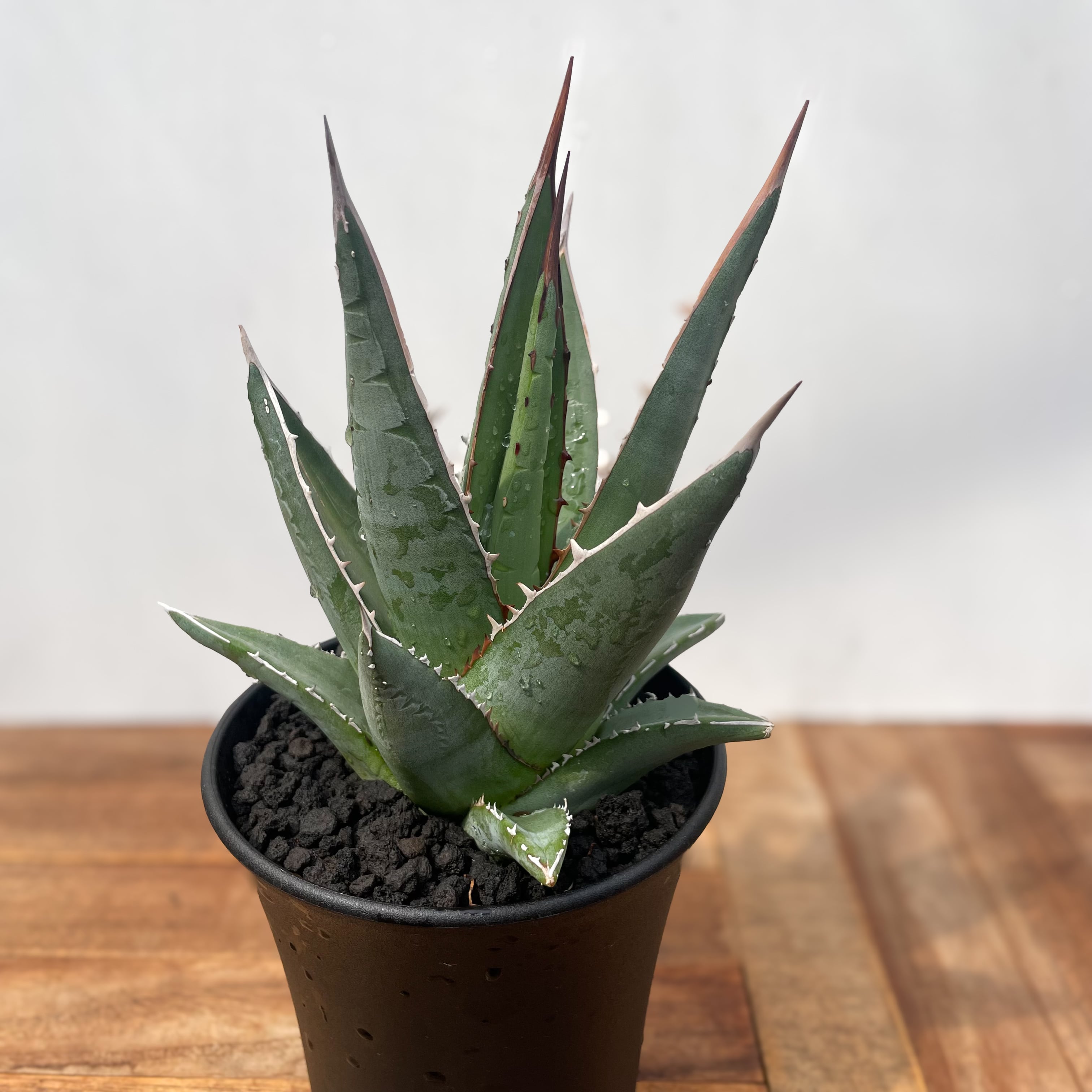 SYOページ】パープソラム 帝釈天 43㌢ Agave purpusorum【アガベ