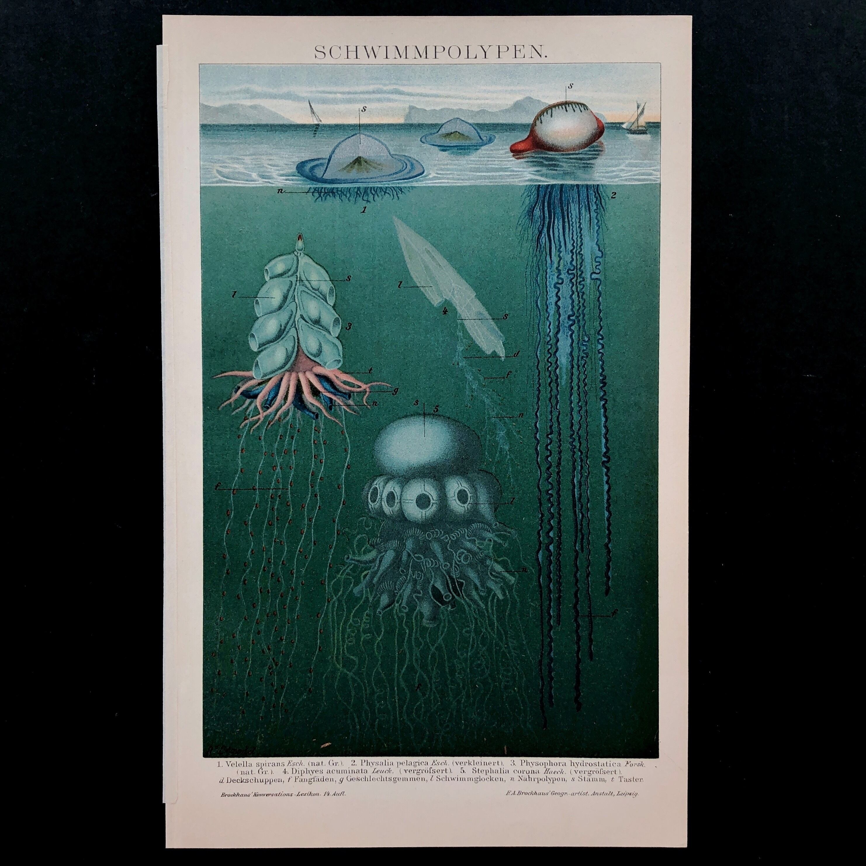 博物画「クラゲ」 | メルキュール骨董店