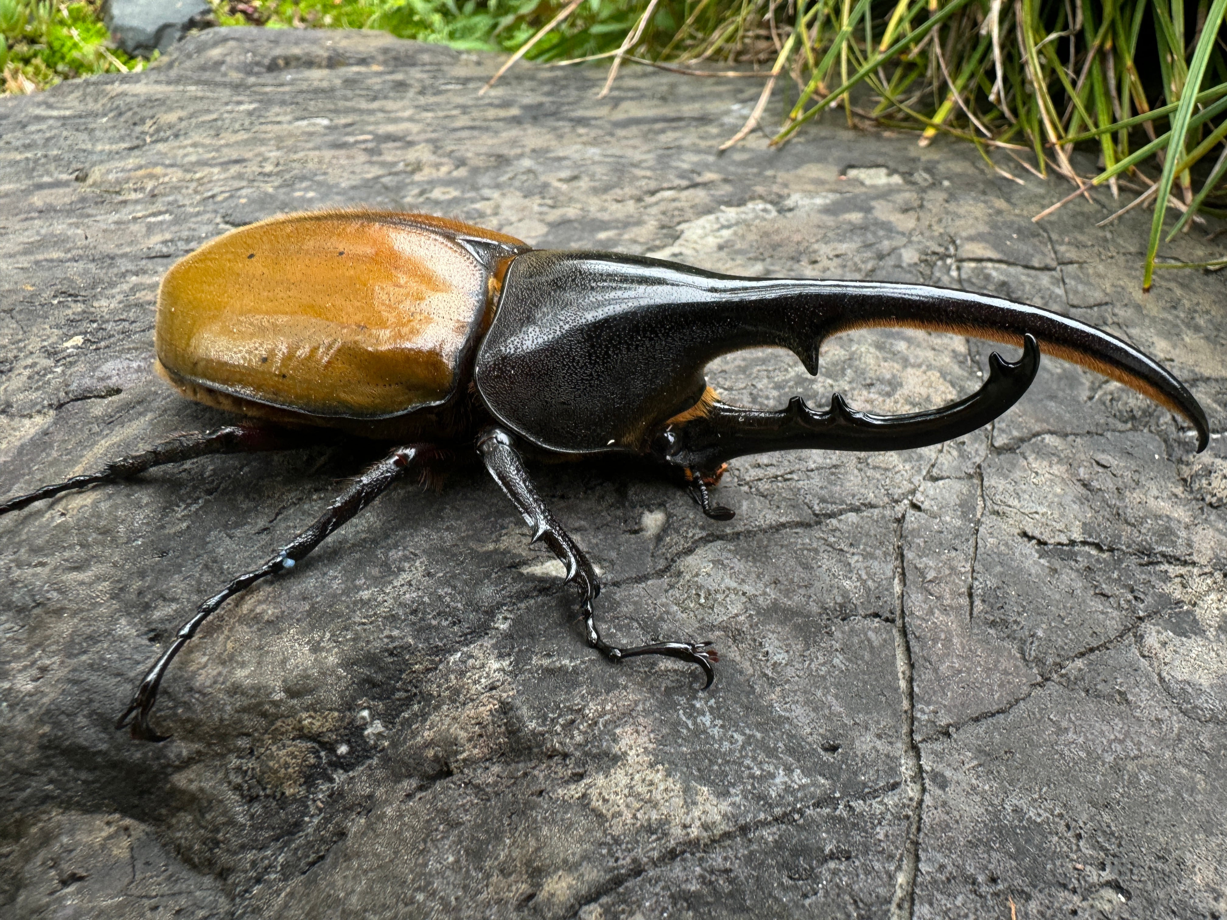 GW特価【超美麗】ヘラクレス ブリュゼニ ペア【稀少】激レア