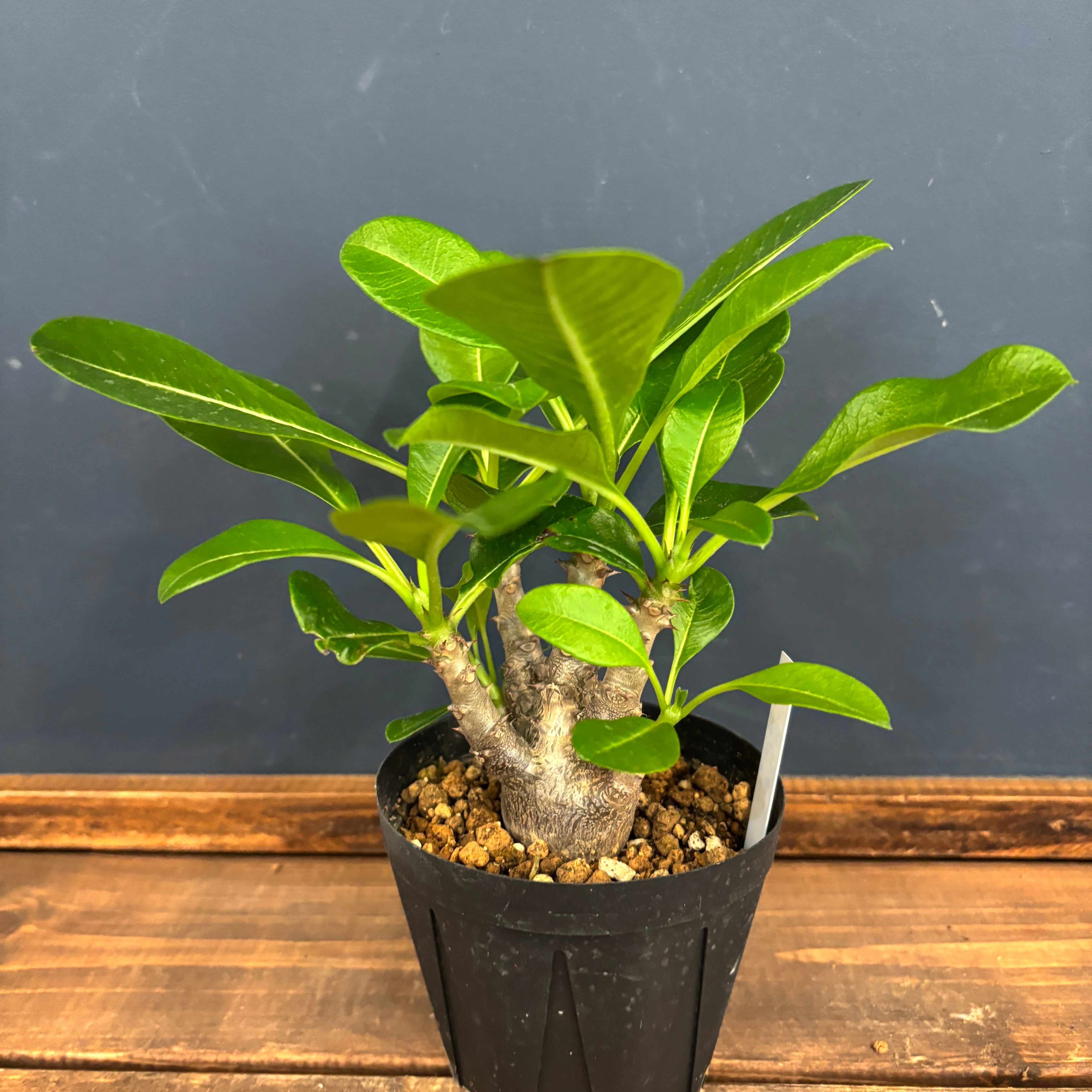 パキポディウム ウィンゾリー【120】 | PROTOLEAF プロトリーフ