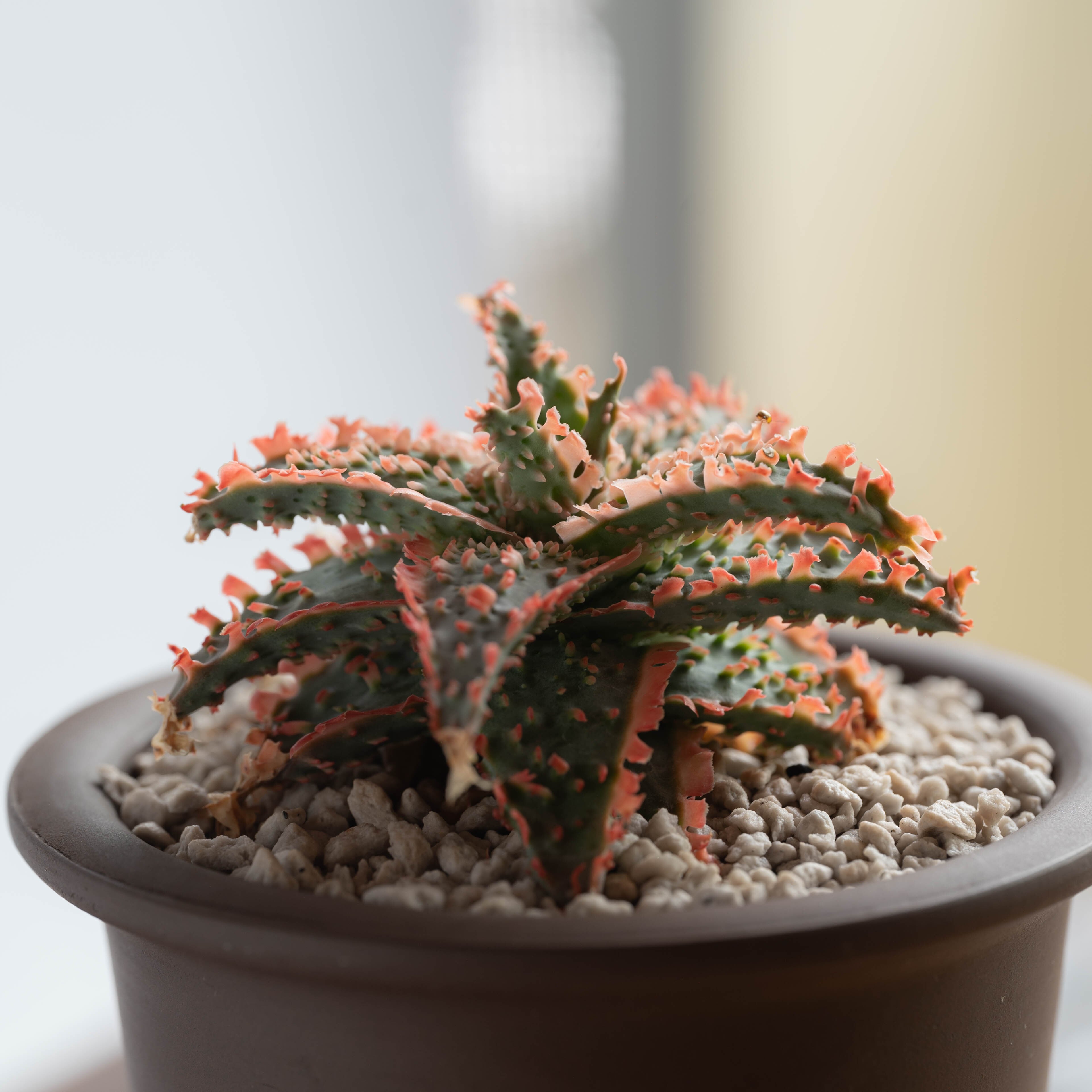 アロエ ハイブリッド Aloe hybrid 第四種 特 まとめパック特上 アロエ