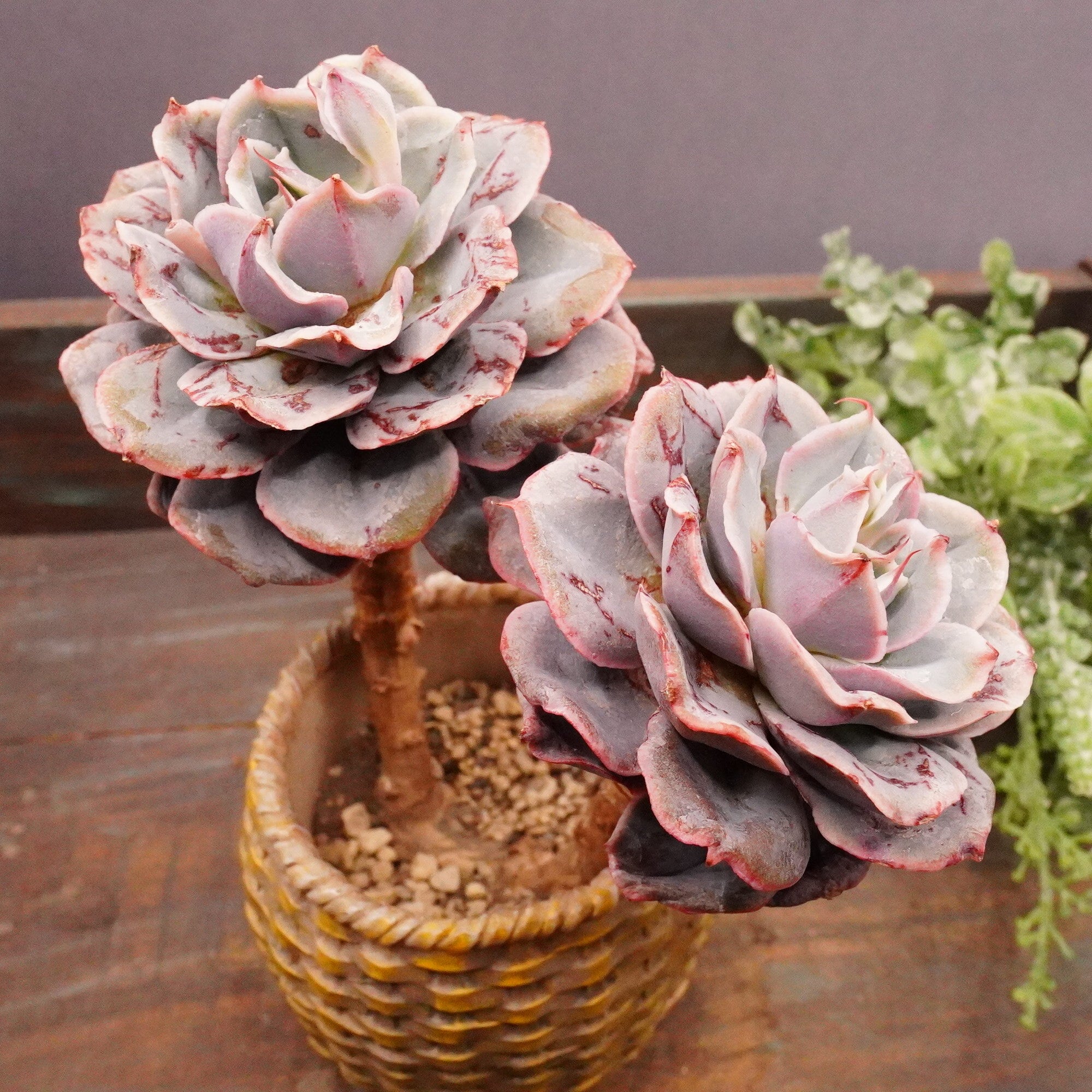 ミックスベリア 6種類 札付き②(1月6日撮影) ミックスベリア 6種類 札