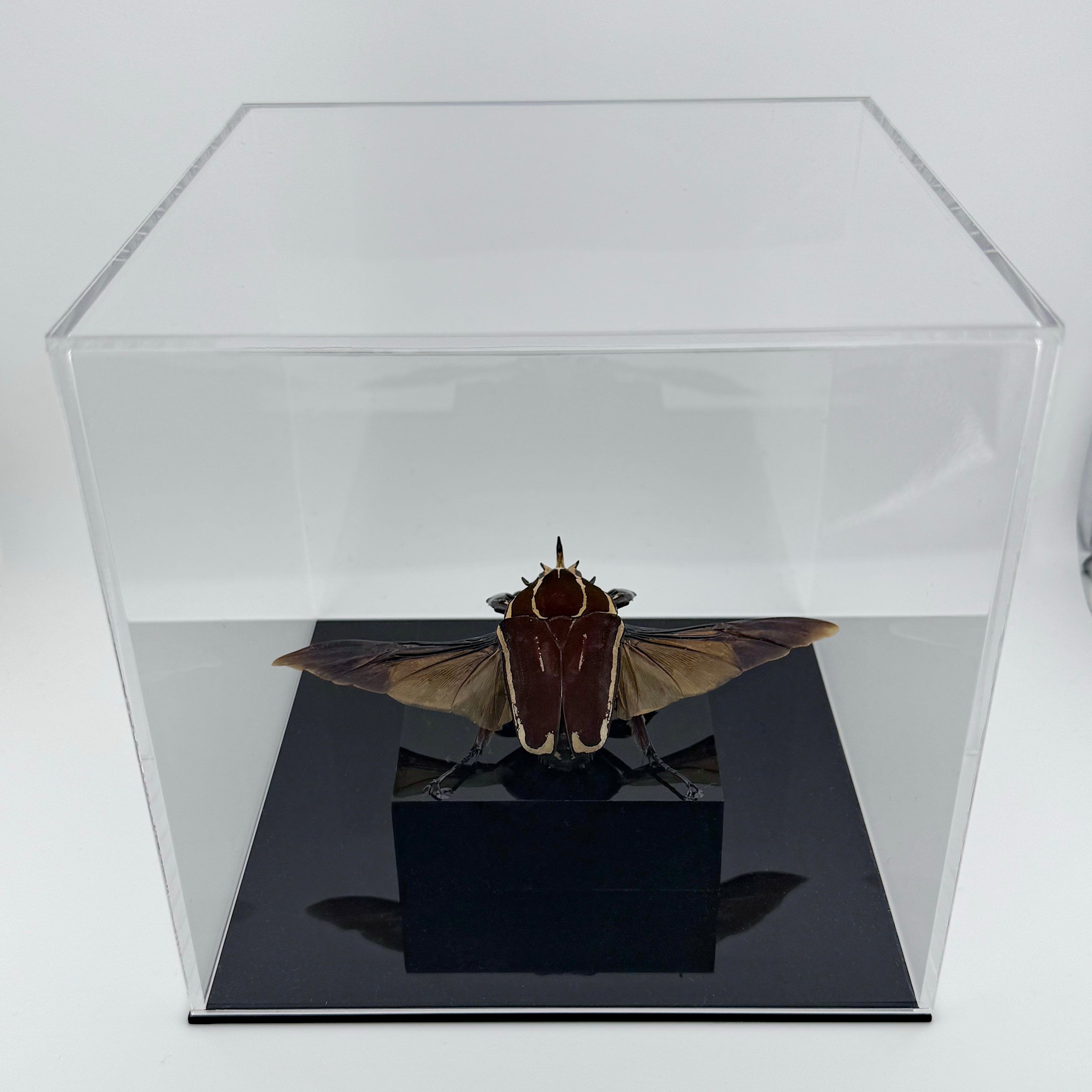 ウガンダオオツノハナムグリ 標本 73mm 濃青色美麗個体 Yahoo