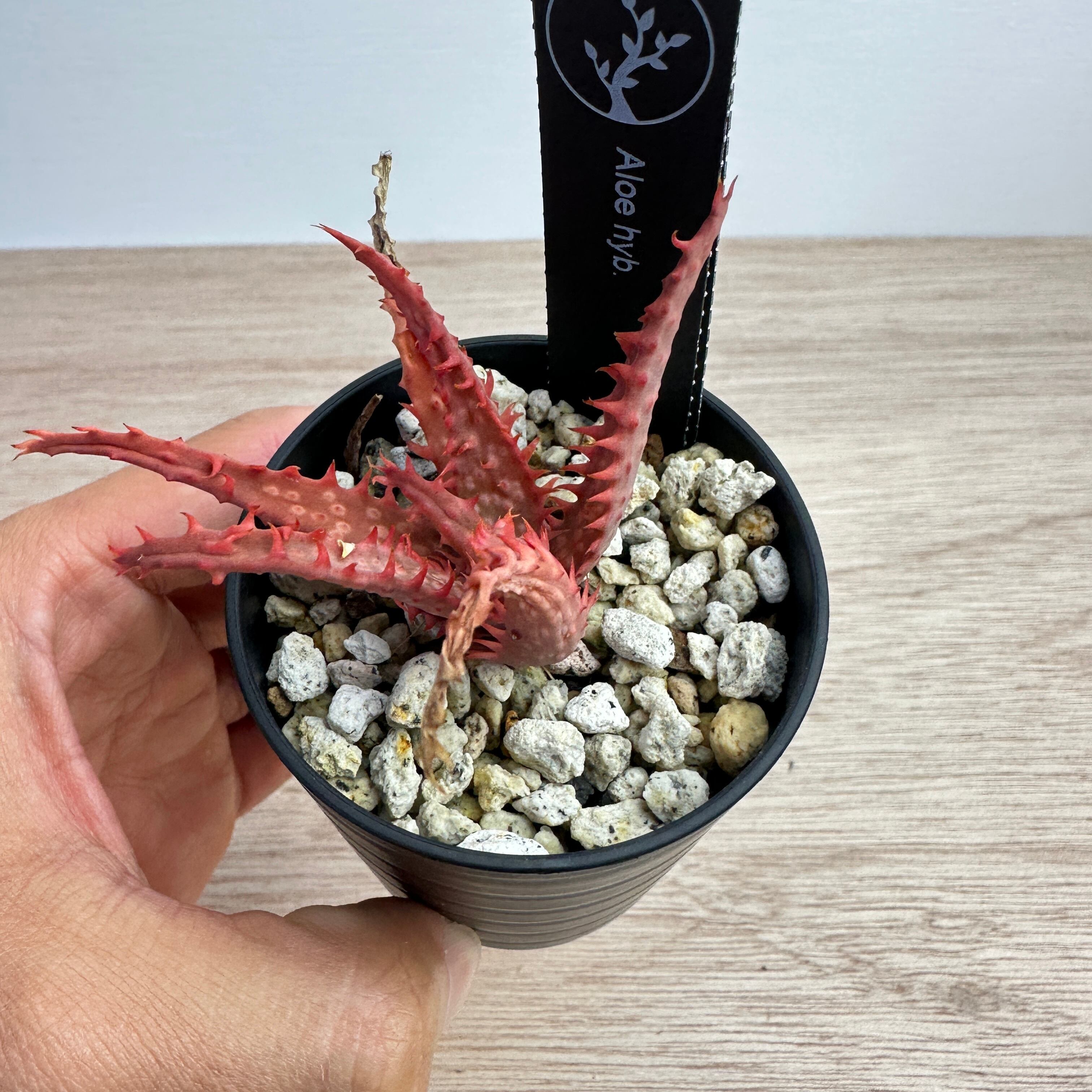 アロエ ハイブリッド THE CORE hybrid | THE CORE