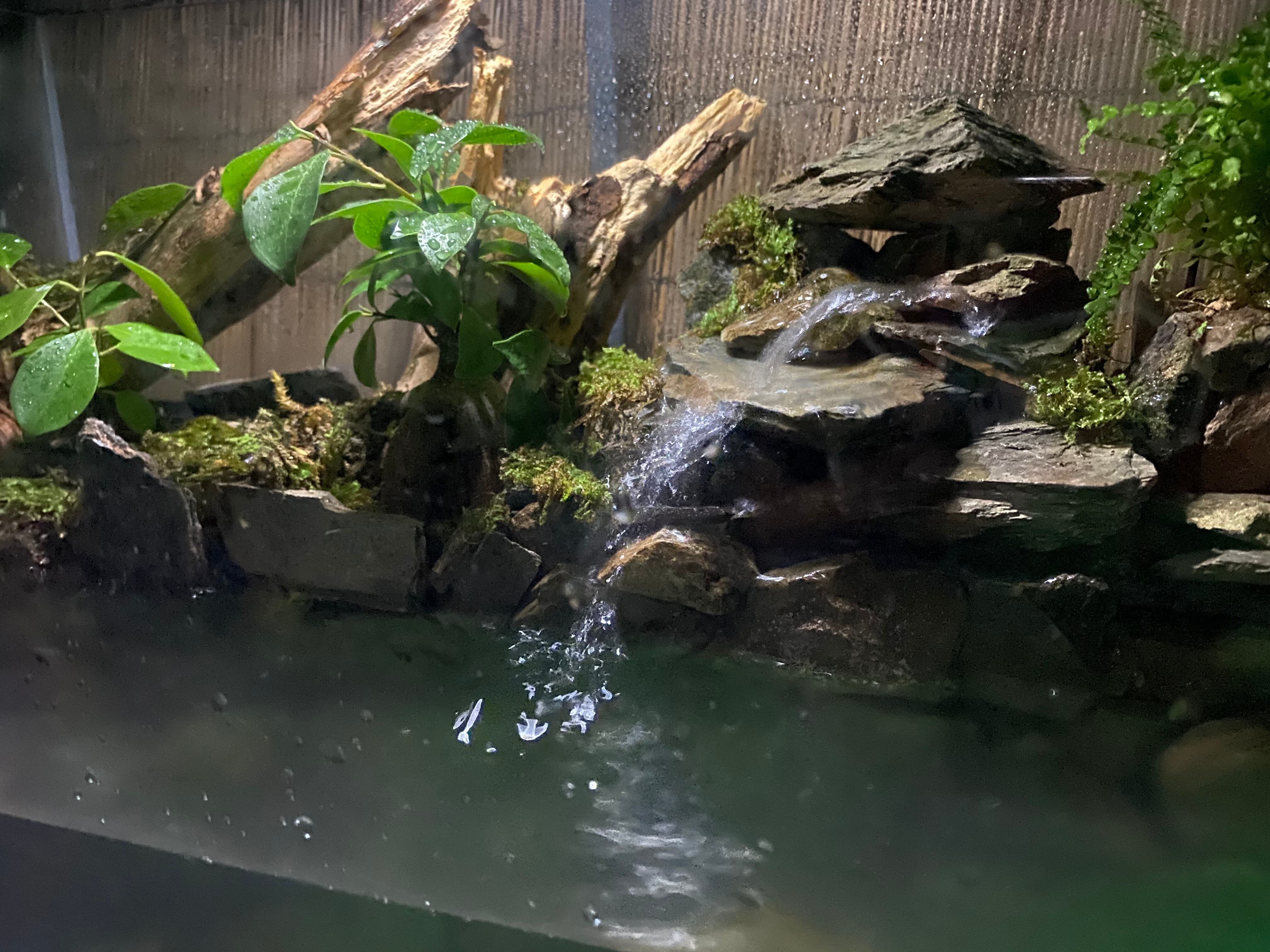 受注生産】滝のあるアクアテラリウム グラステラリウム 4530イモリウム