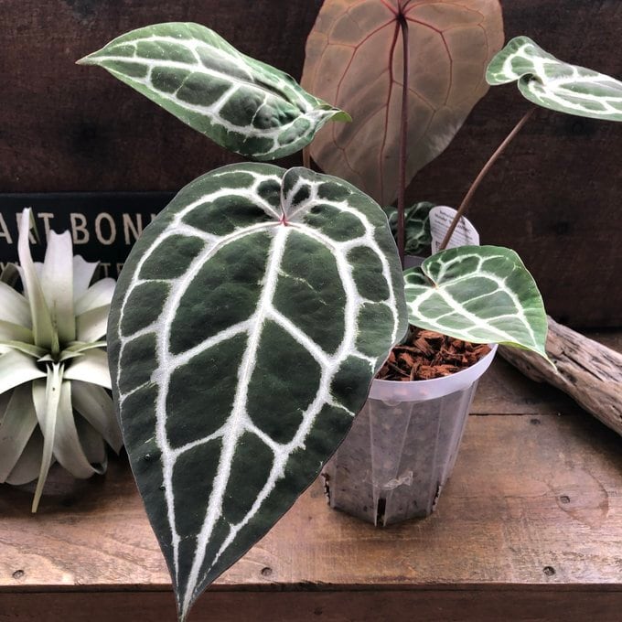 アンスリウム ミシェル Anthurium Michelle by Docblock アンスリウム