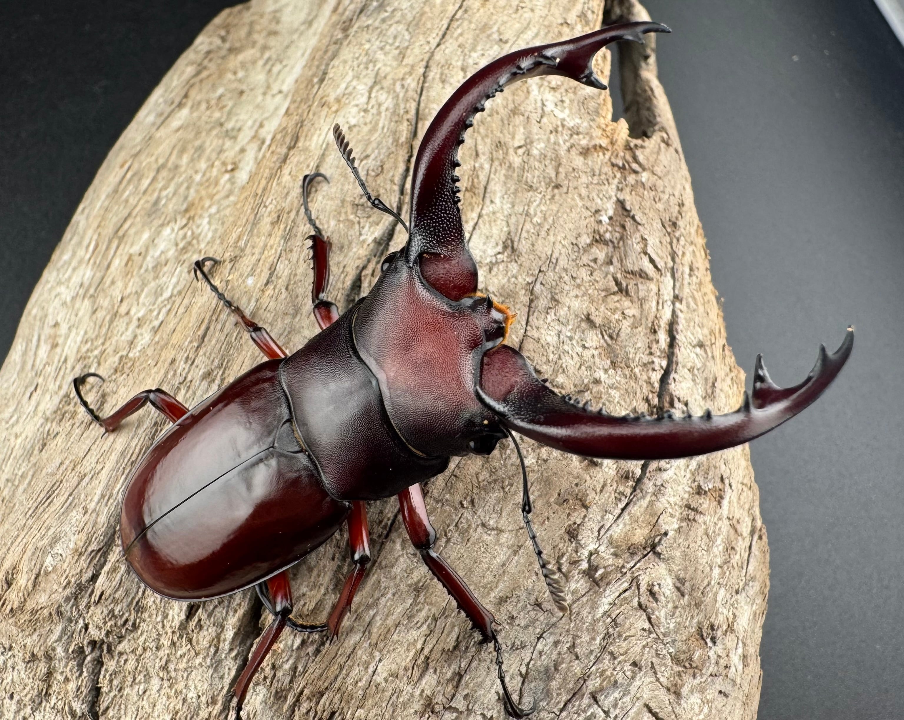 フォルスターフタマタ亜種ニシ 68mm ♂単》 | KPW公式オンラインショップ