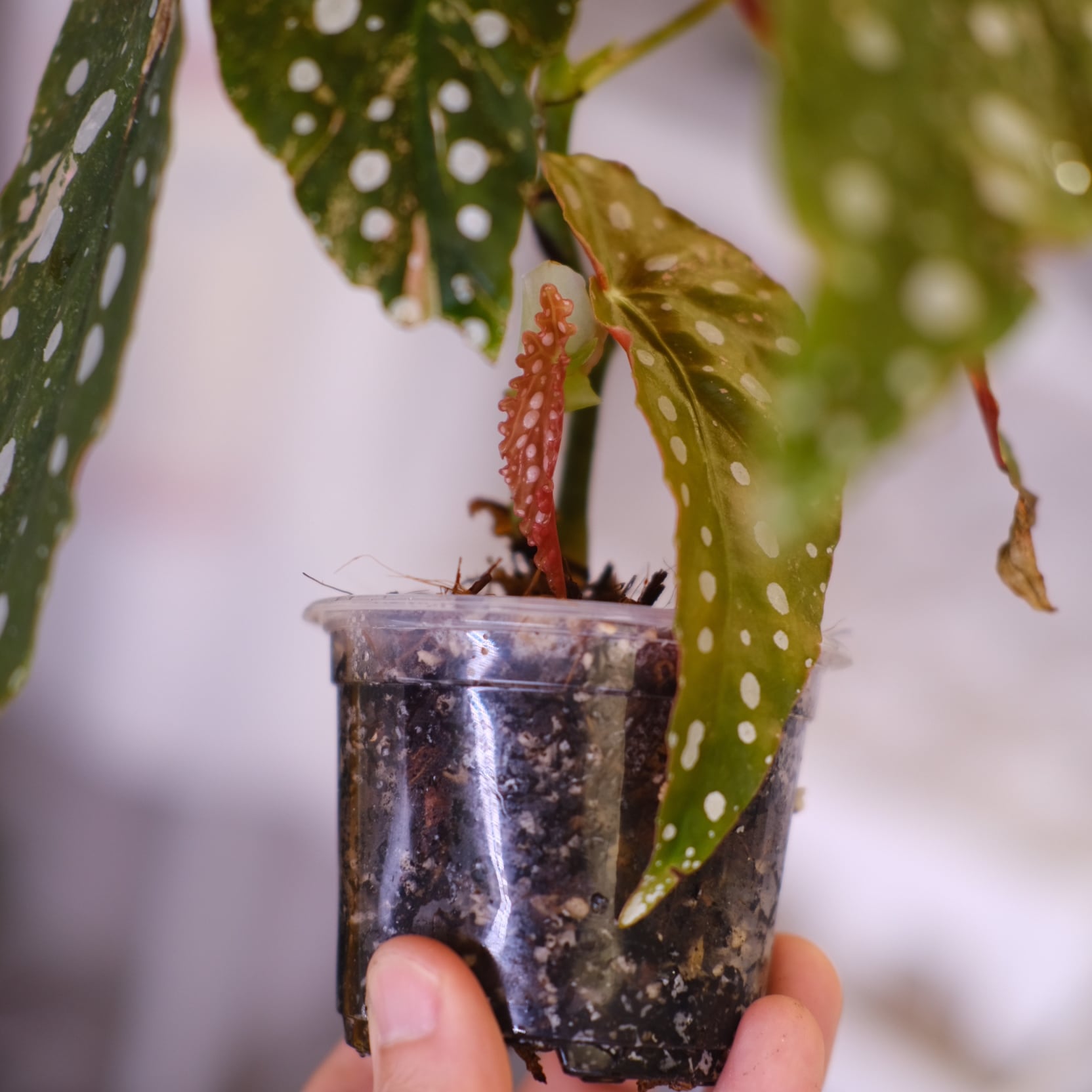 Begonia maculata variegata 'Pink'｜ベゴニア マクラータ ピンク