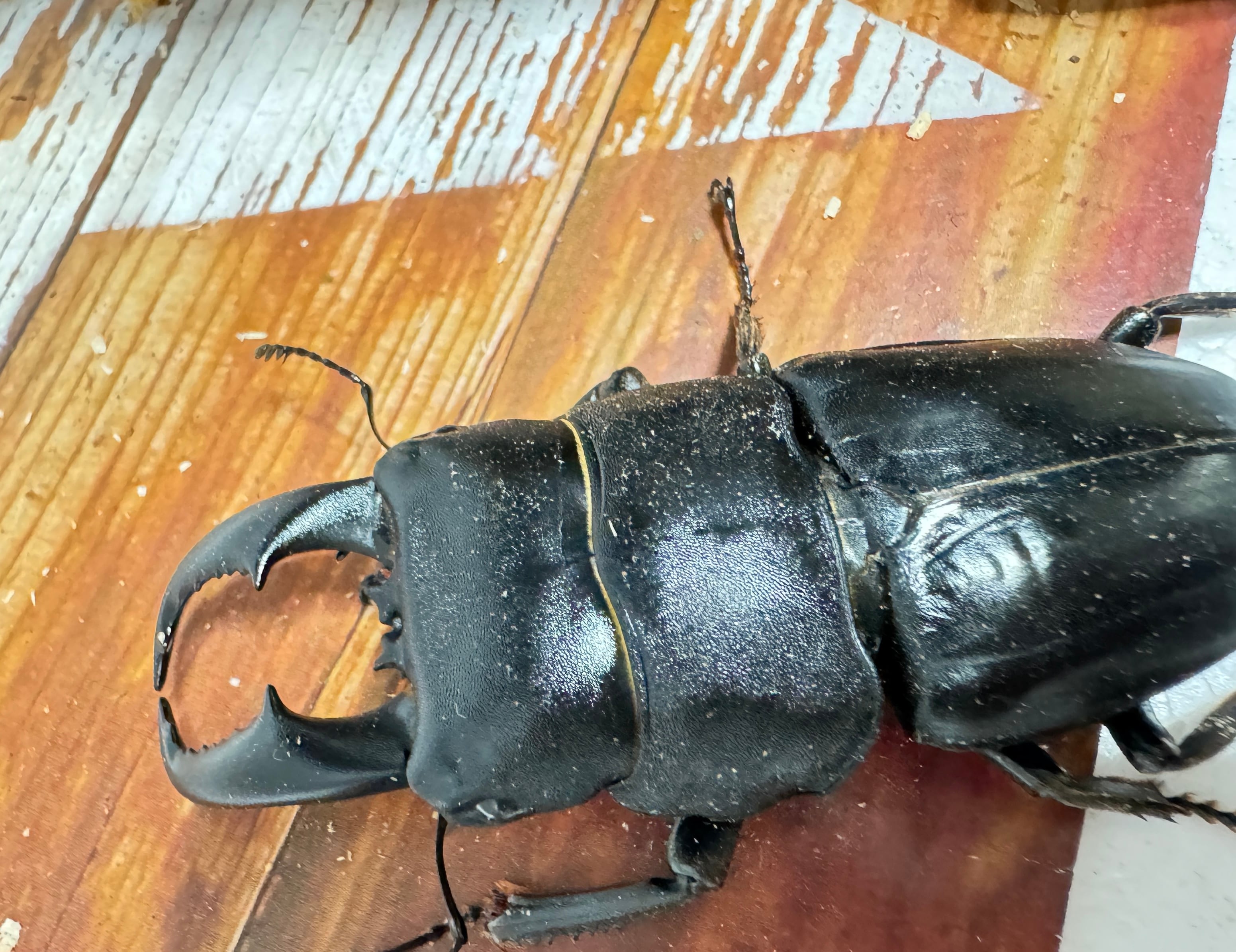 SALE【超特大】アマミヒラタクワガタ ペア 【採集禁止】WF | KUWAGATA