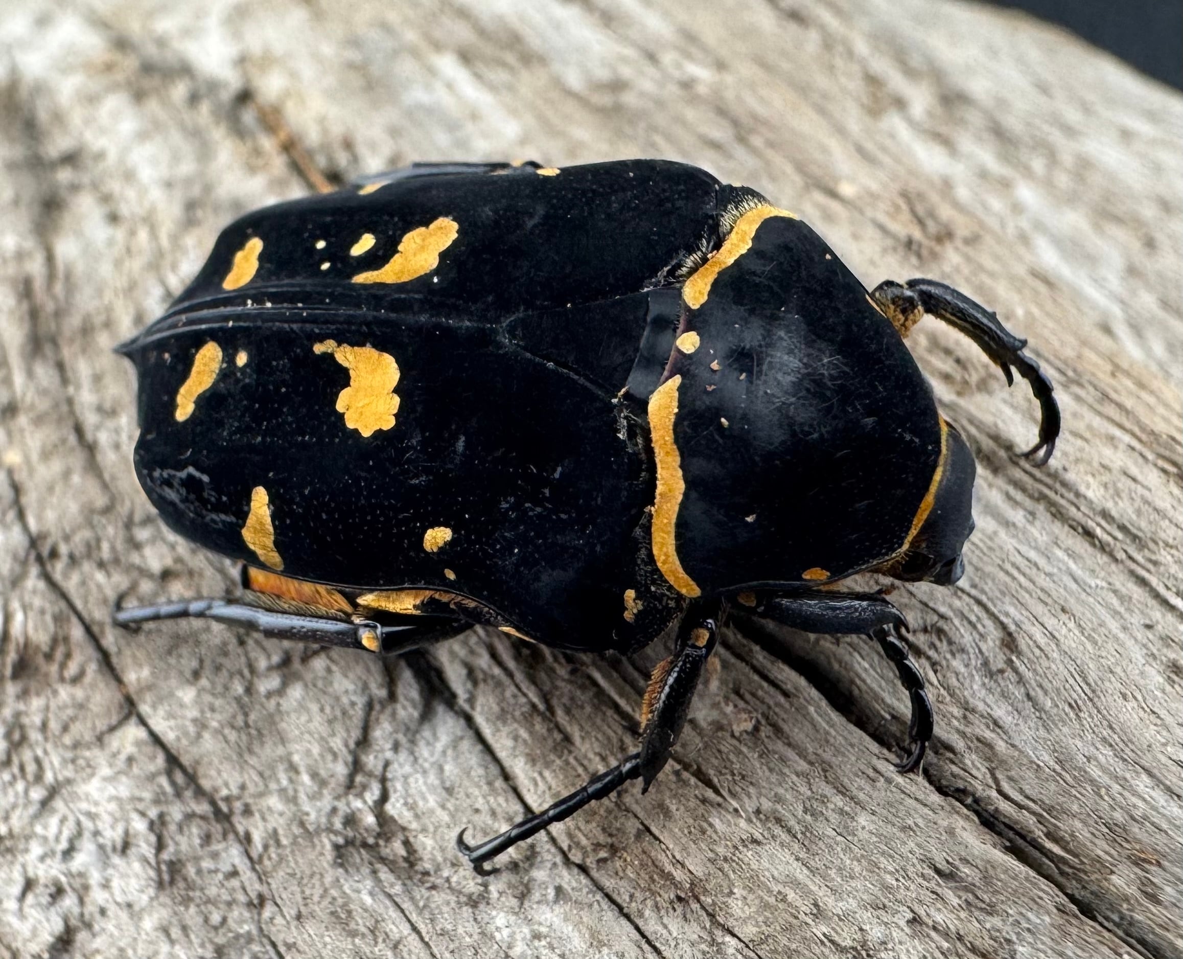 ノックスキモンハナムグリ ペア》 | KPW公式オンラインショップ