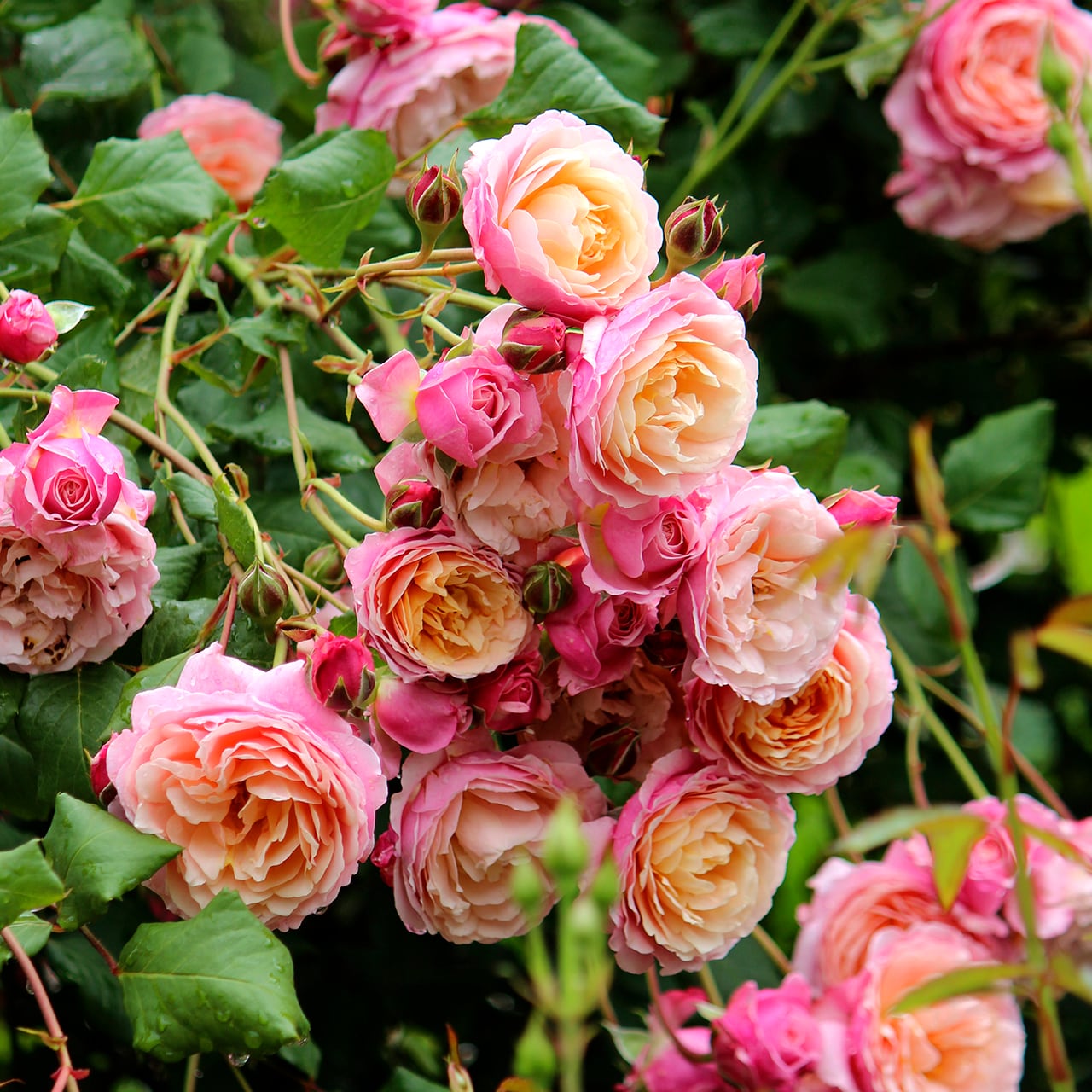 バラ大苗 プリ P.J. ルドゥーテ【ギヨー】 ＜3月中旬発送商品