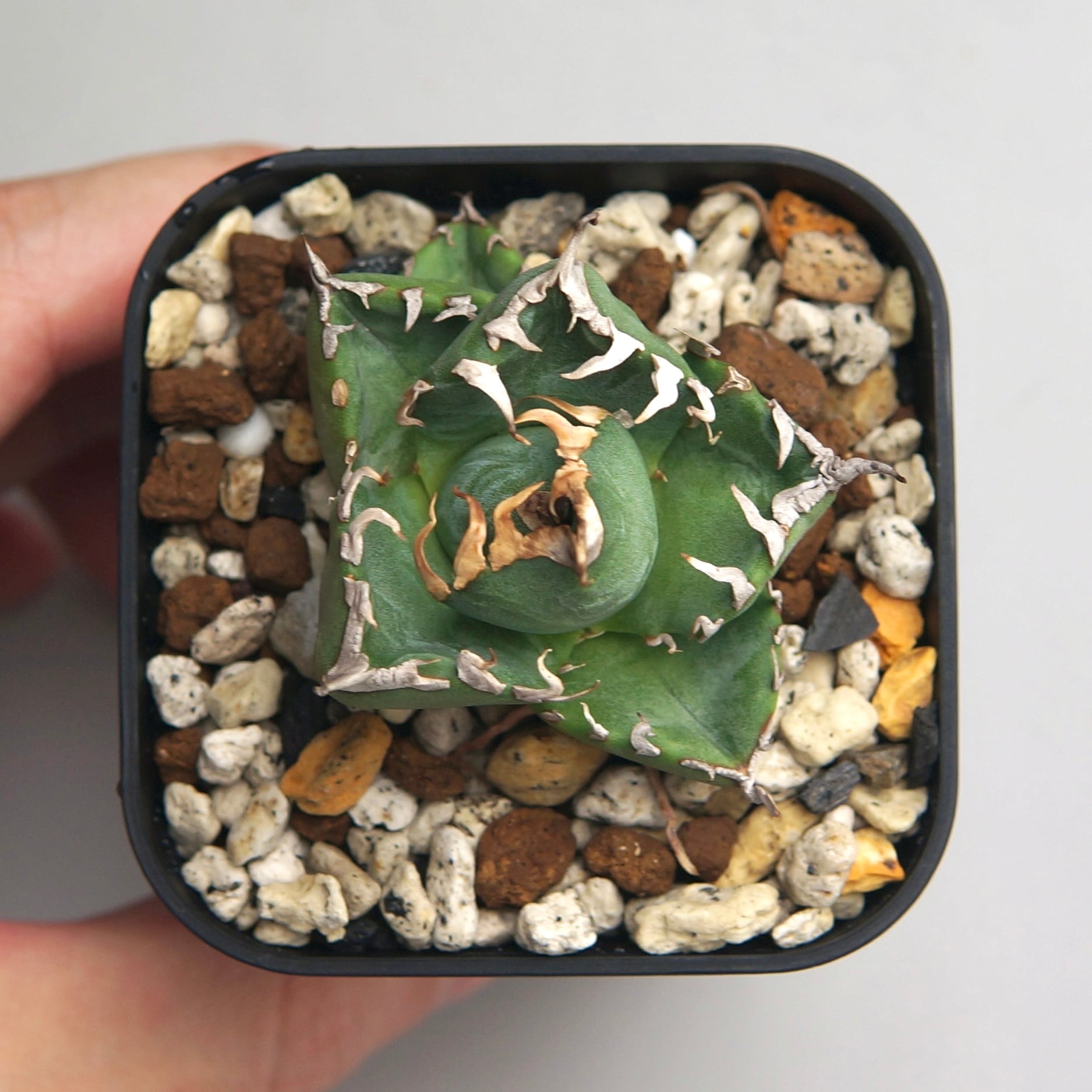 アガベ チタノタ ”魔丸” | Pay ID