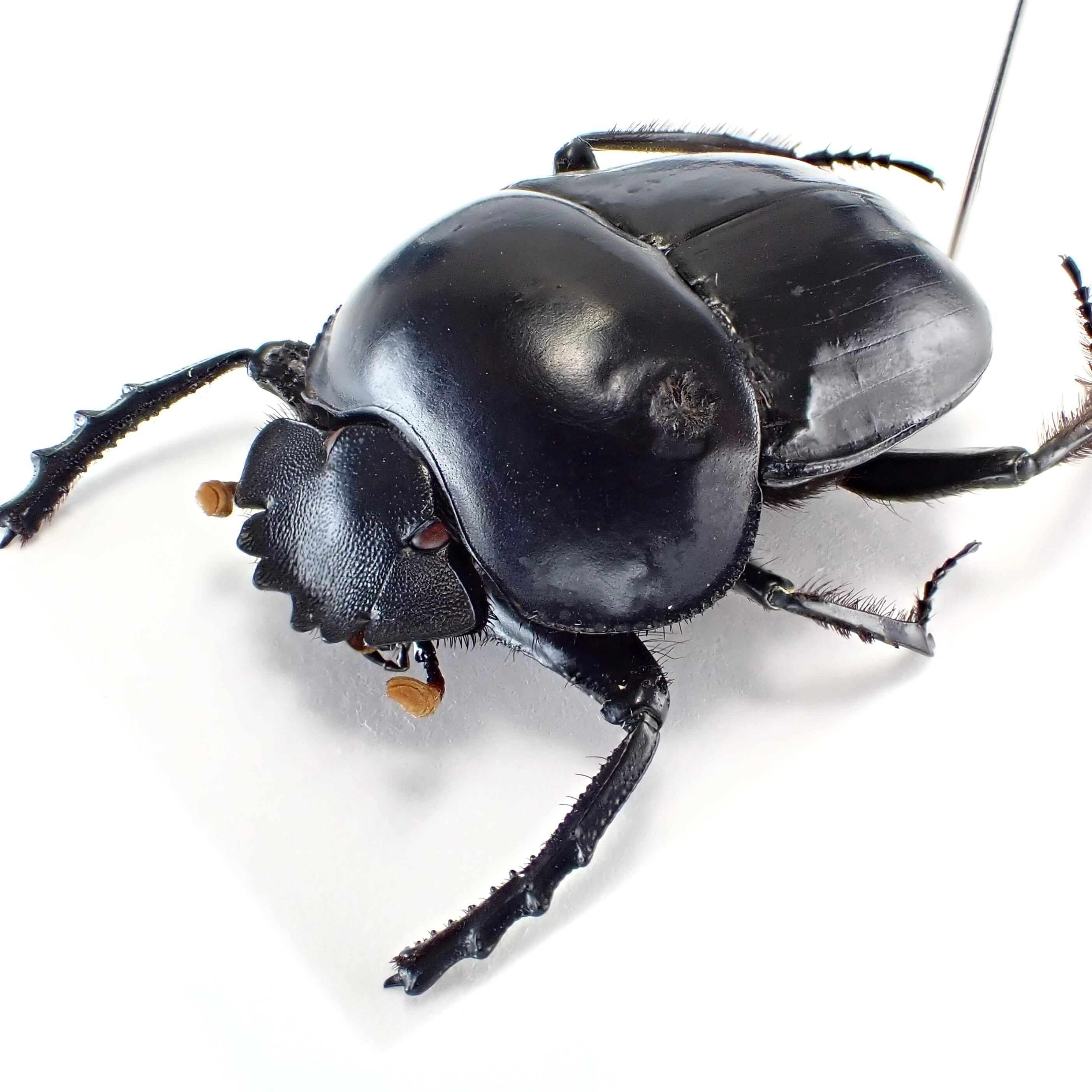 アンゴラ産 キャンサータマオシコガネ 46mm アンゴラ産 キャンサー