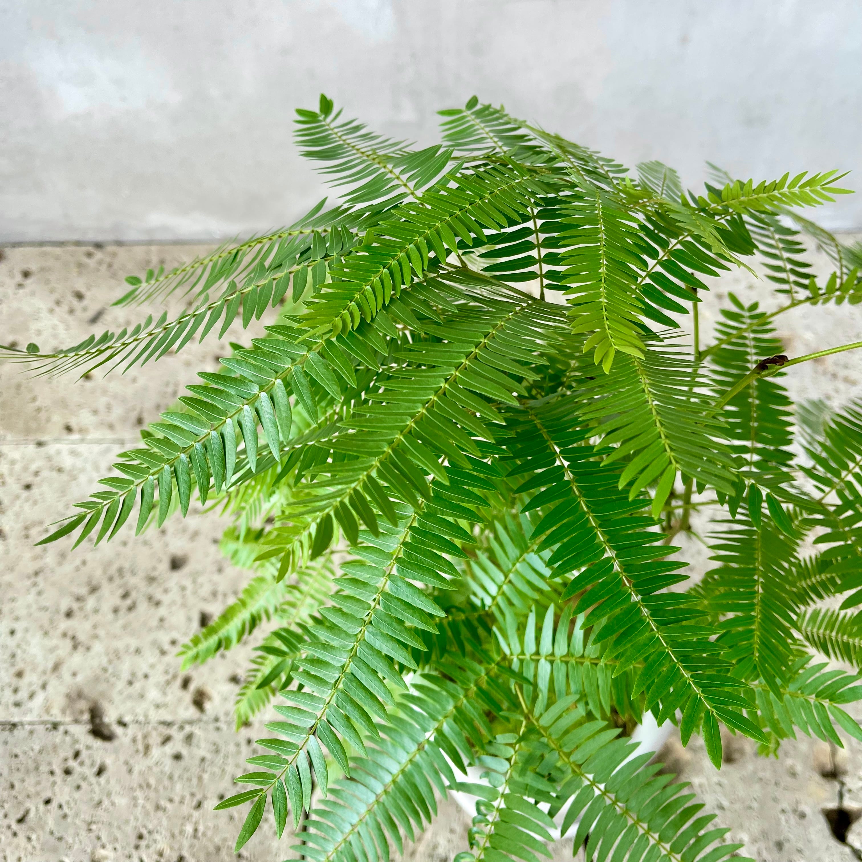 幹太 エバーフレッシュ 盆栽仕立て 7号 陶器鉢 植え込み発送 | HanaGokoro