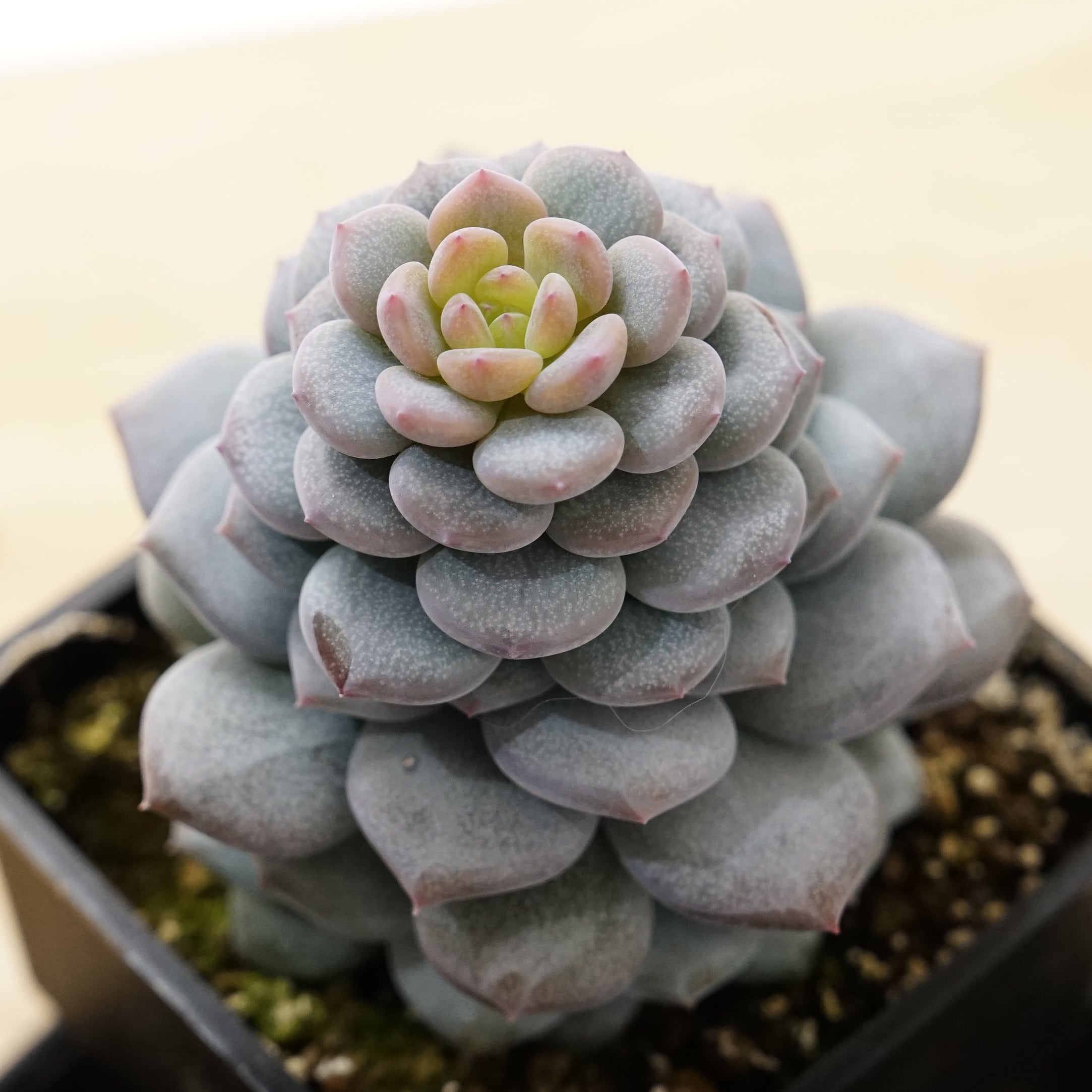 多肉植物 インドネシア産 ブラックプリンス錦 極上斑 ① エケベリア