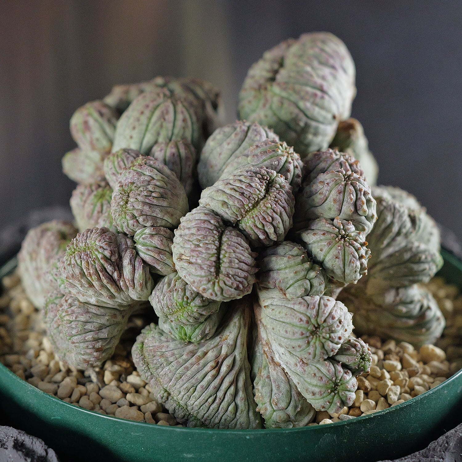 超厳選株】超大株 最大幅約11cm マルチヘッド 円扇綴化 オベサ