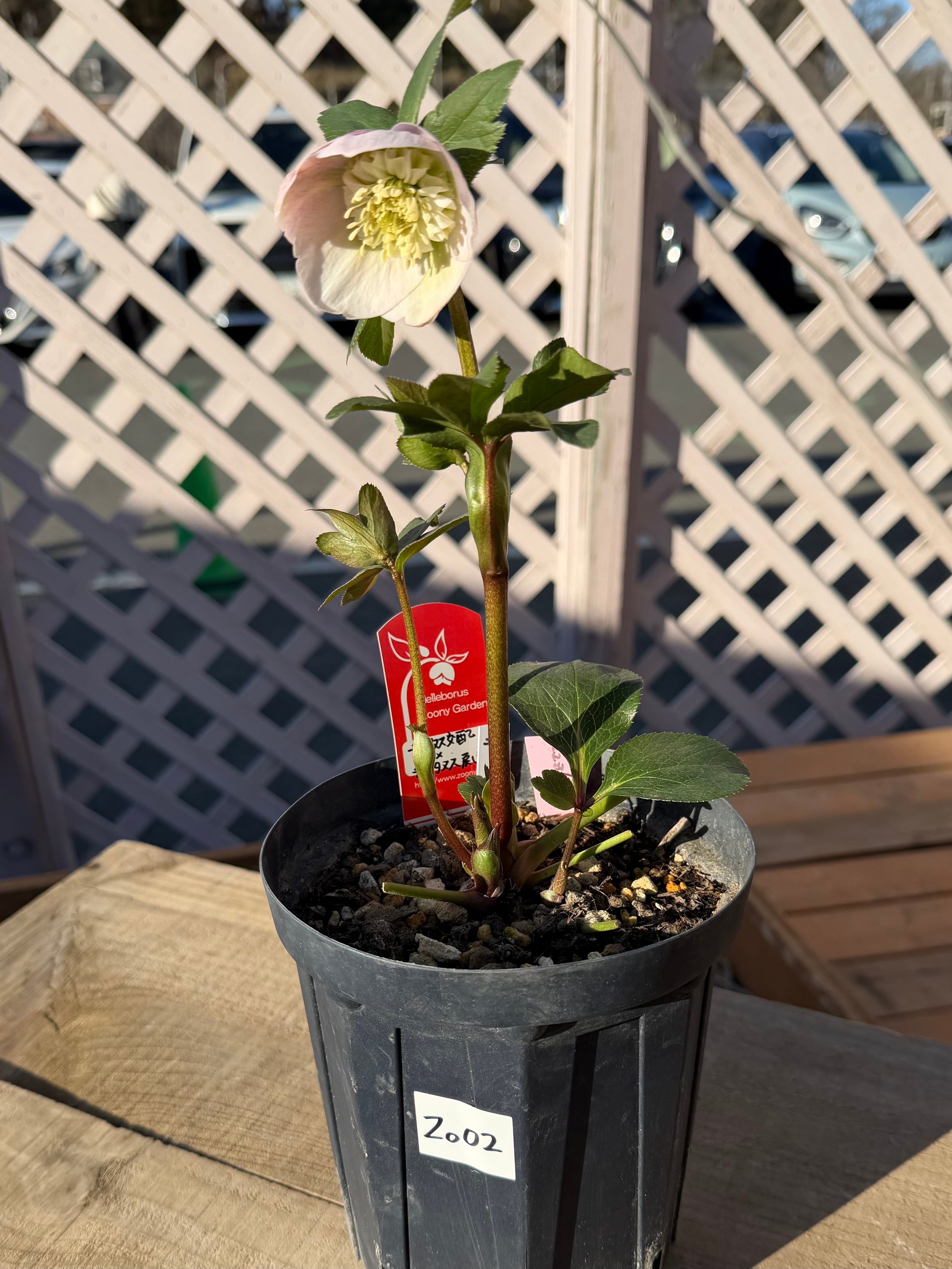 チベタヌス交配×チベタヌス戻し交配 Zoony Garden クリスマスローズ