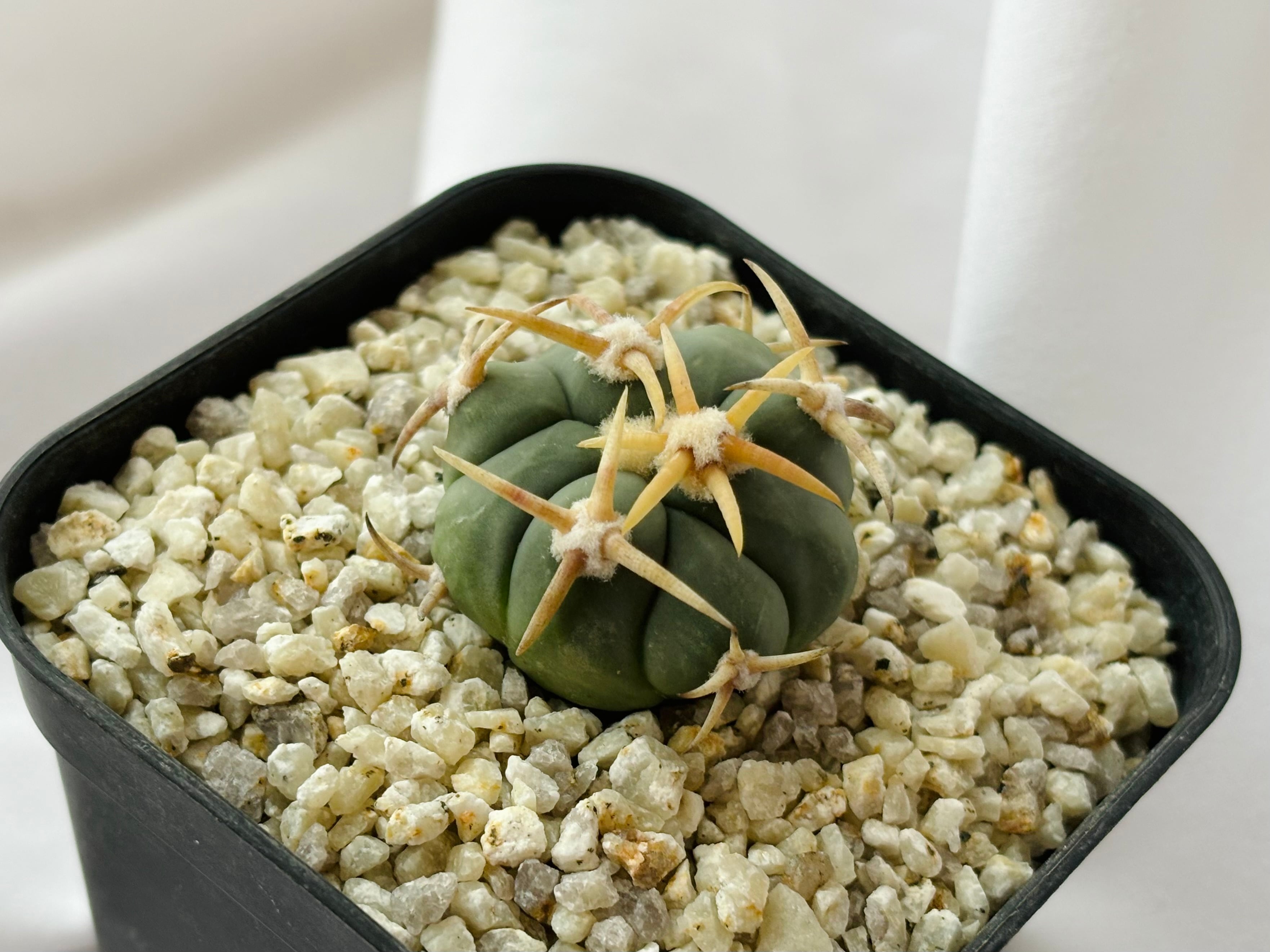 Echinocactus horizonthalonius エキノカクタス 白刺翠平丸 サボテン