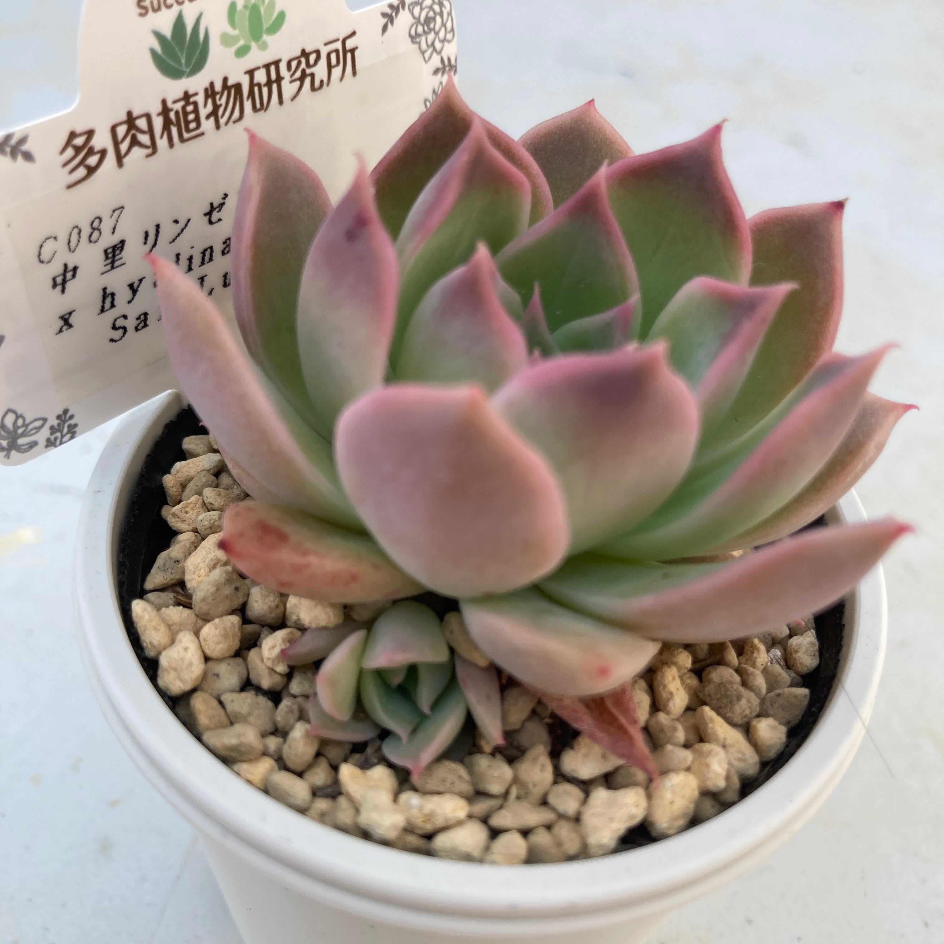 現物商品】中里リンゼアナ x hyalina,San Luis de La Paz | 多肉植物研究所
