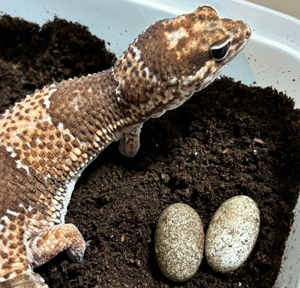 冷凍フタホシML 約780匹600g 冷凍コオロギ | 餌用 コオロギ 通販