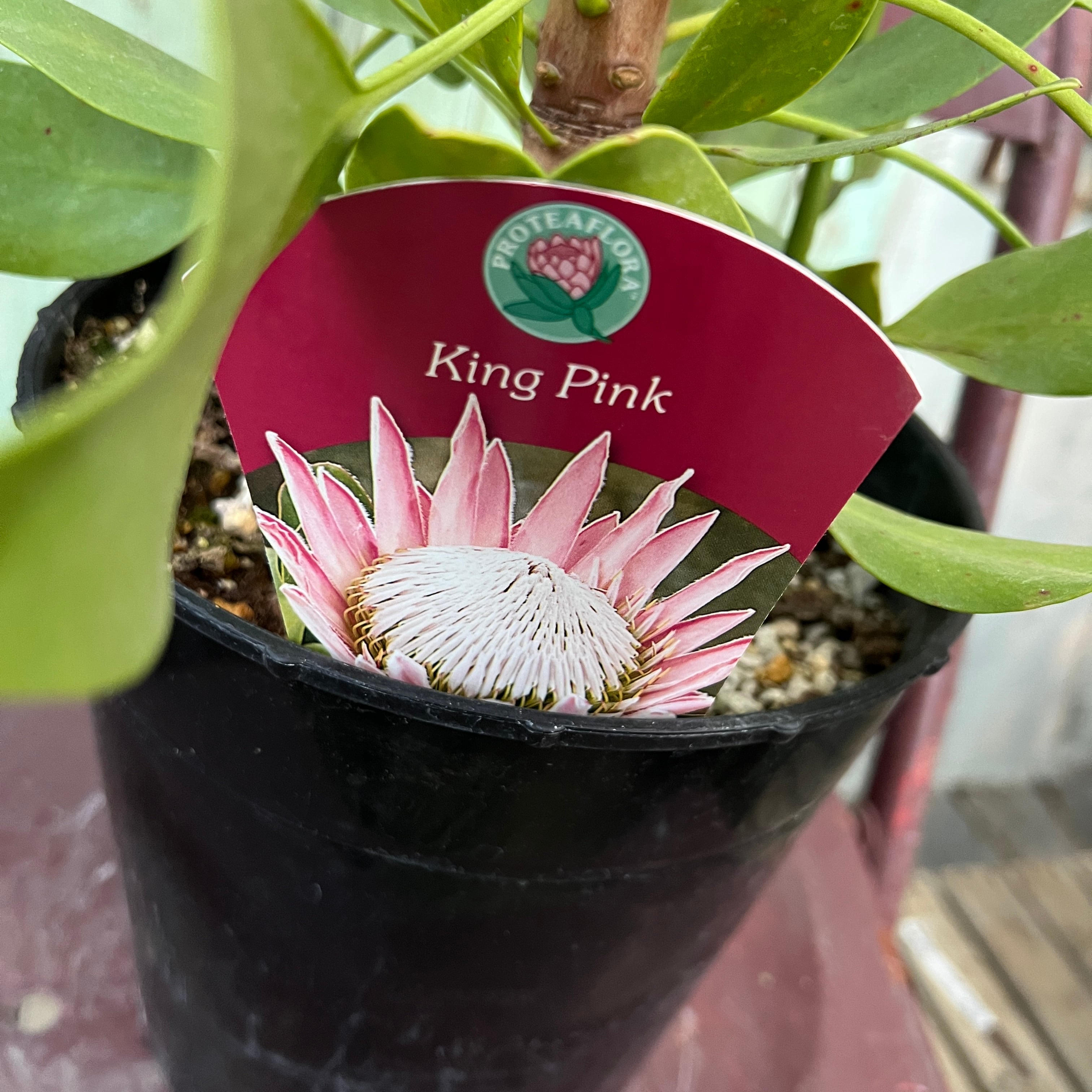 プロテア キングピンク | 沼ノ上農園