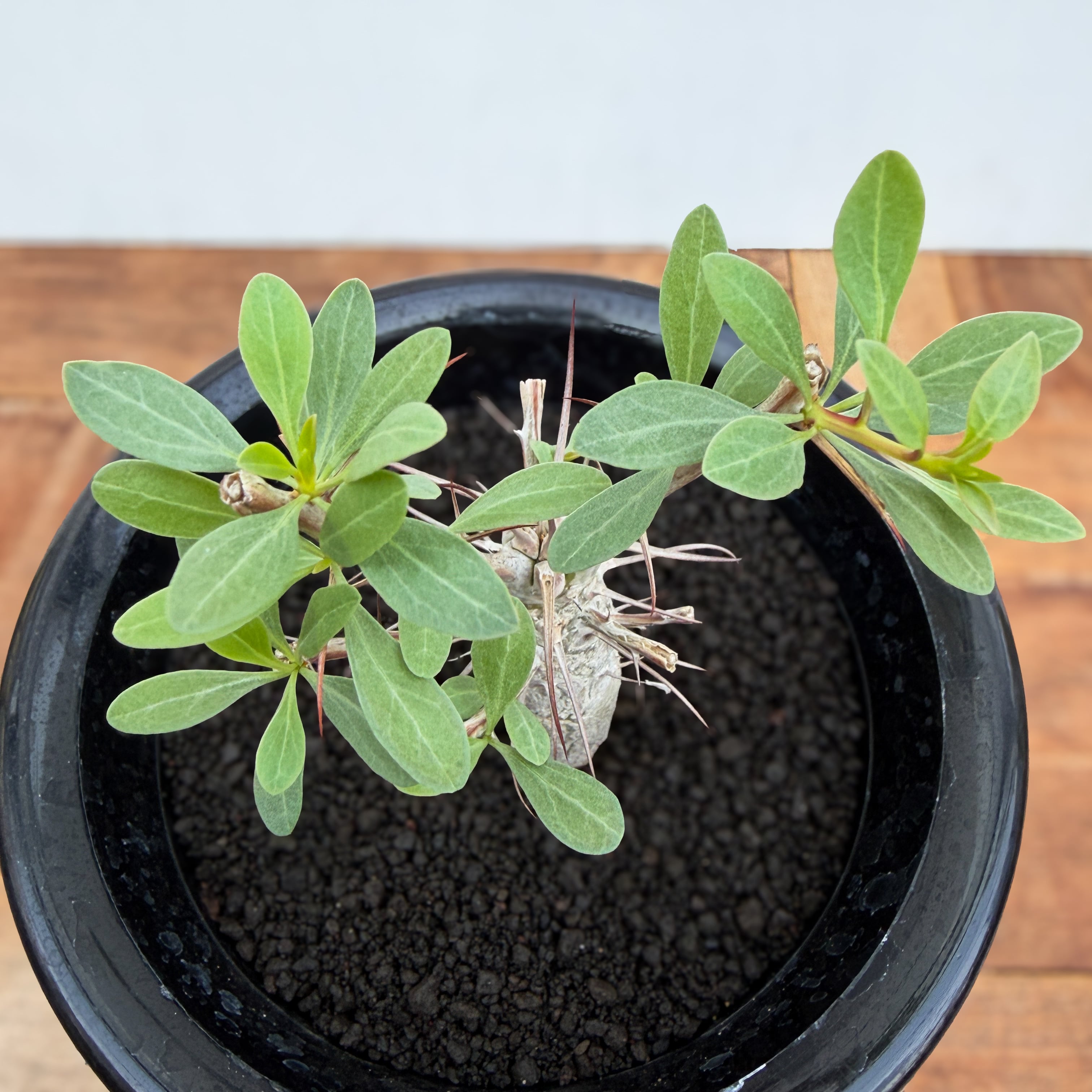 Fouquieria columnaris【フォークイエリア・コルムナリス・観峰玉